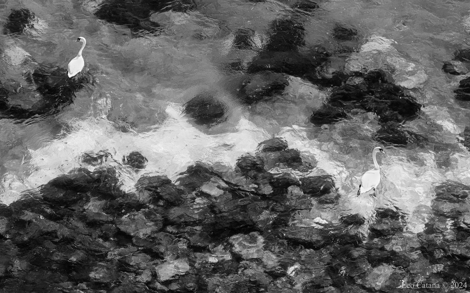 Black and white photography. Animal virtues