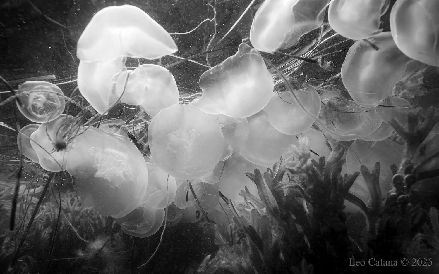 Jellyfish