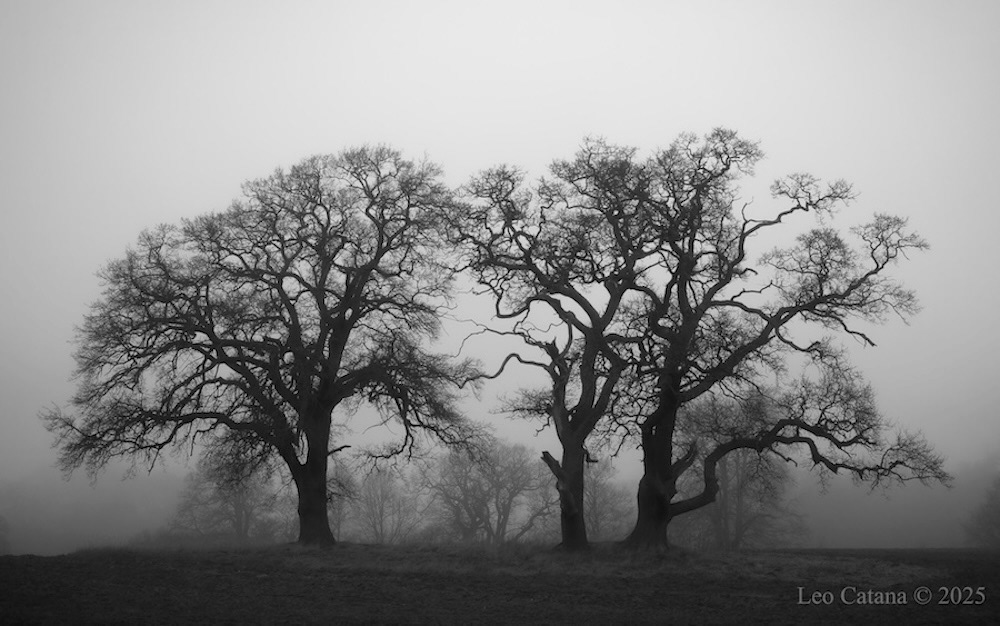 Black and white photo of group of trees. Respect. Gisselfeld, Denmark