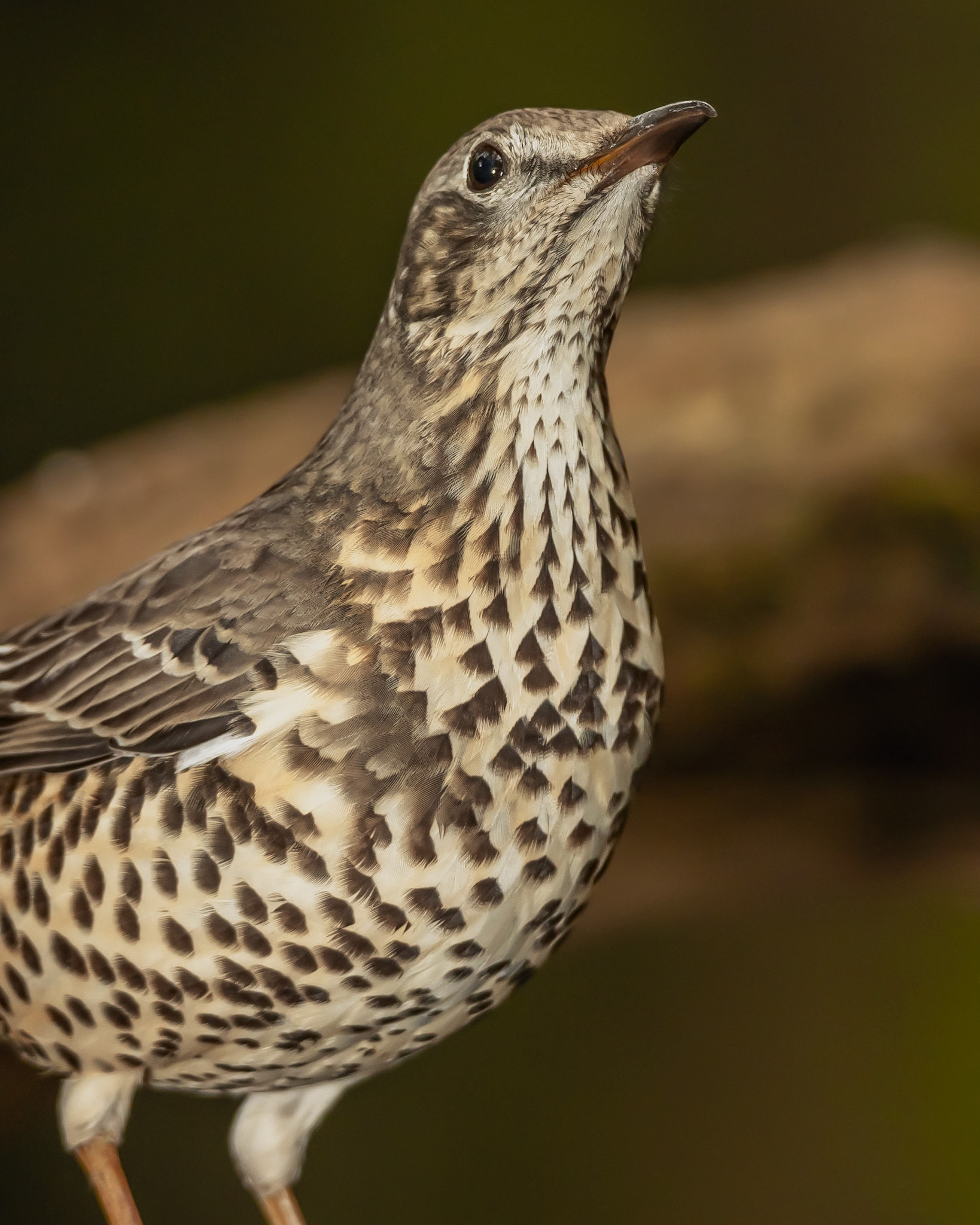 Fekete rigó (tojó)