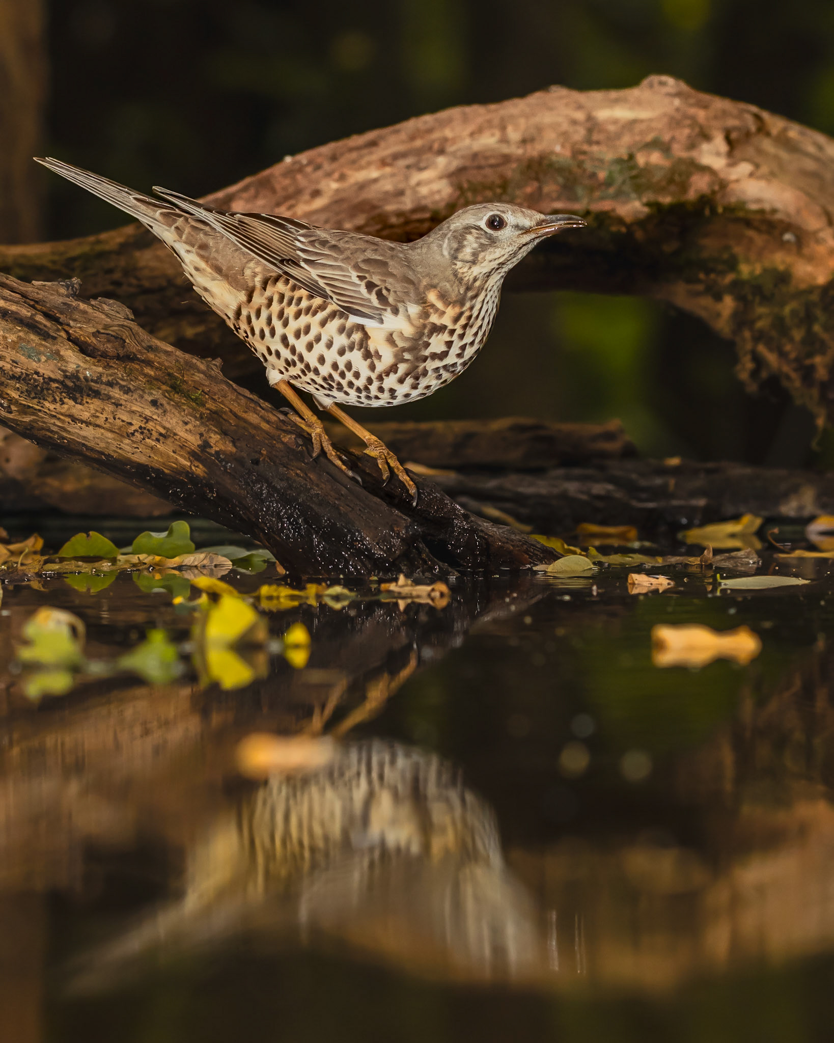 Fekete rigó (tojó)