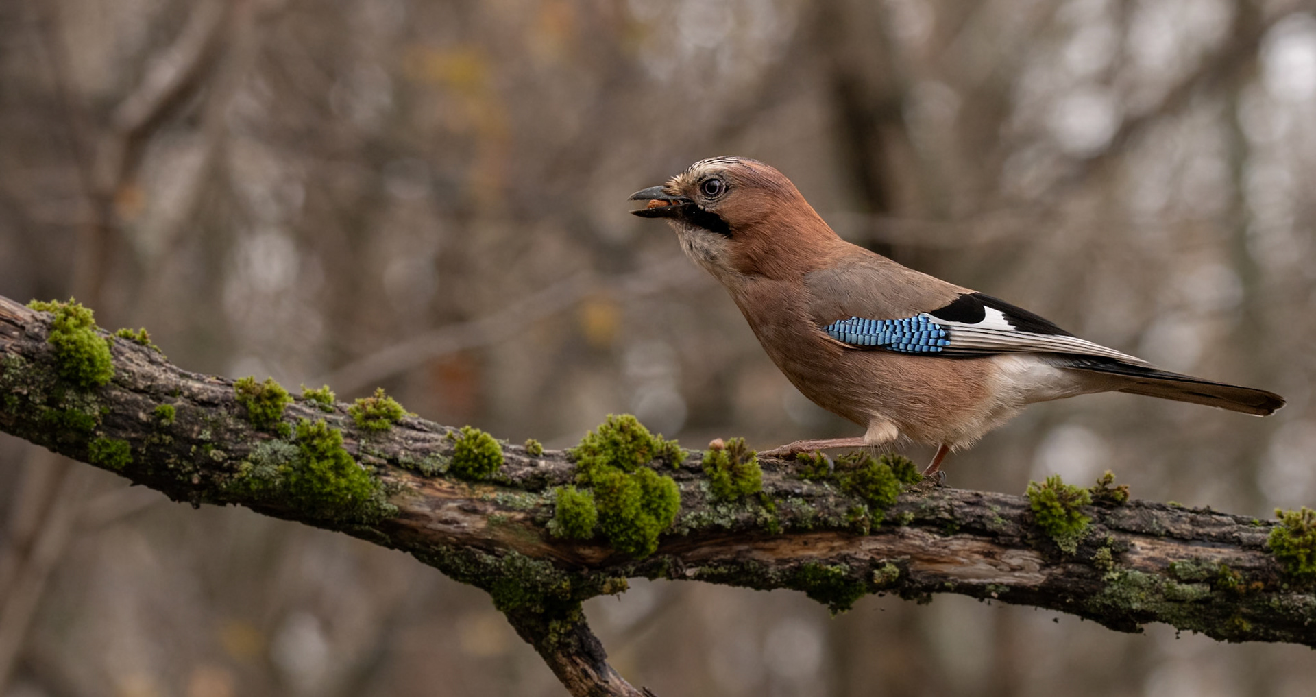 Szajkó, Eurasian Jay