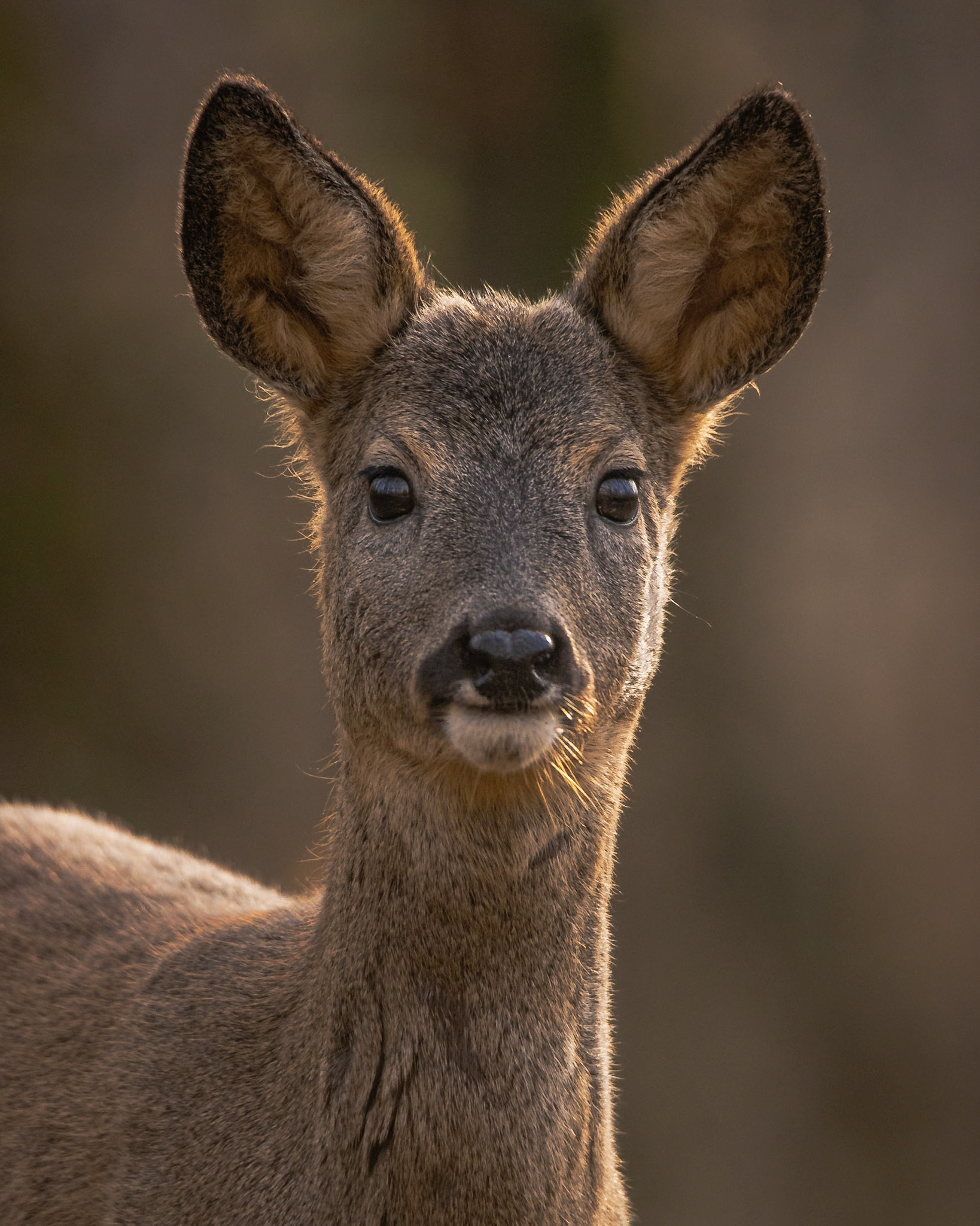 Őz, Roe Deer