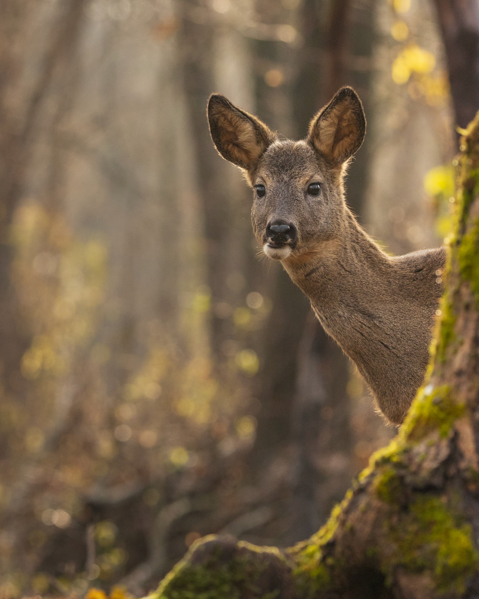 Őz, Roe Deer