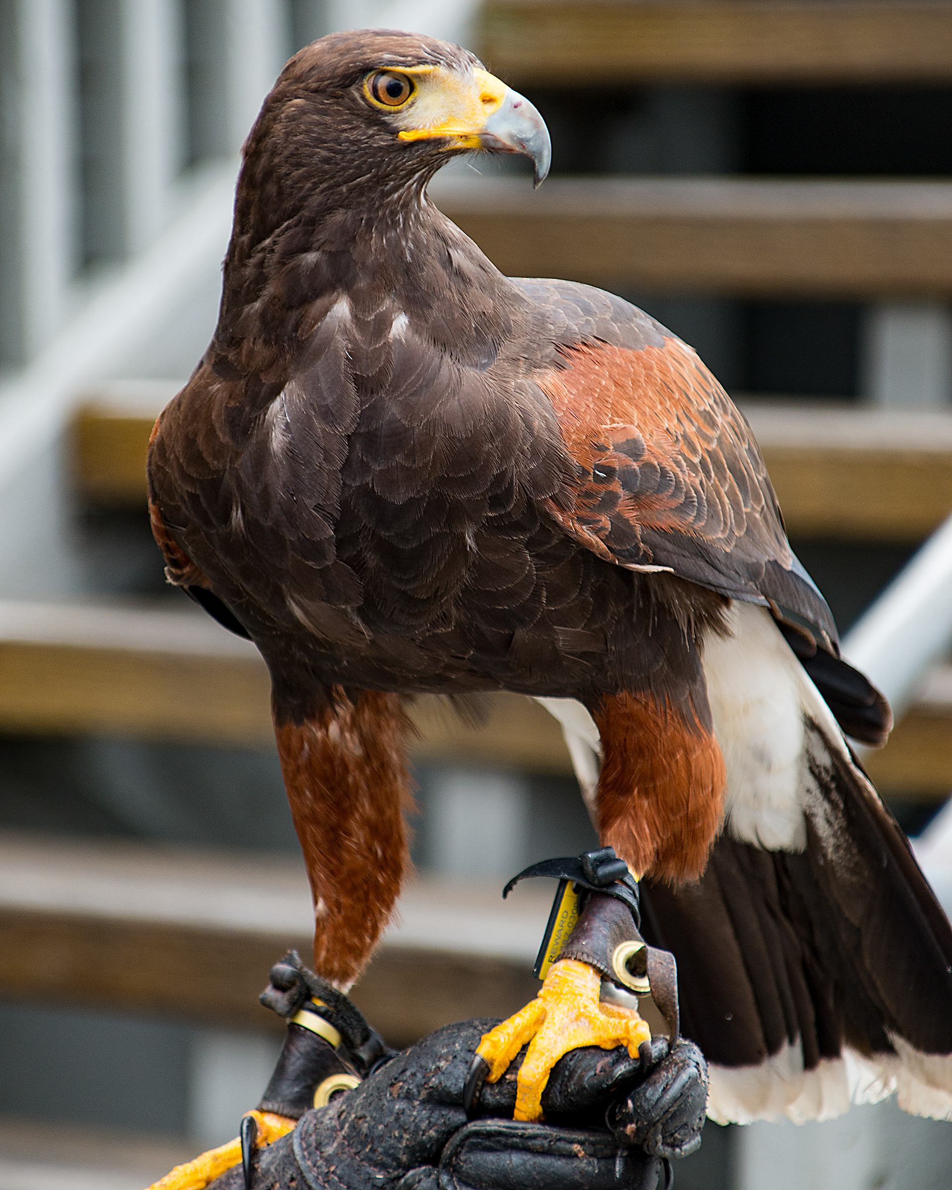Hawk on the Pier