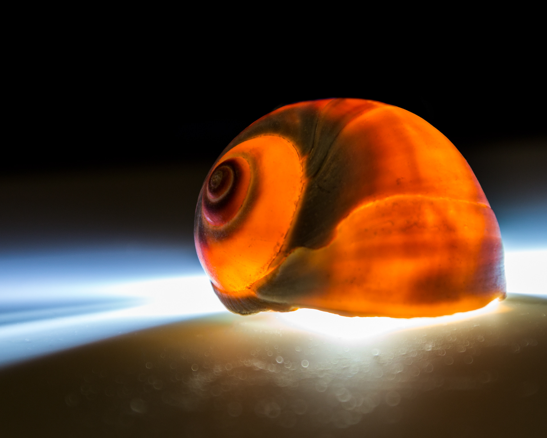Texture of a Sea Snail