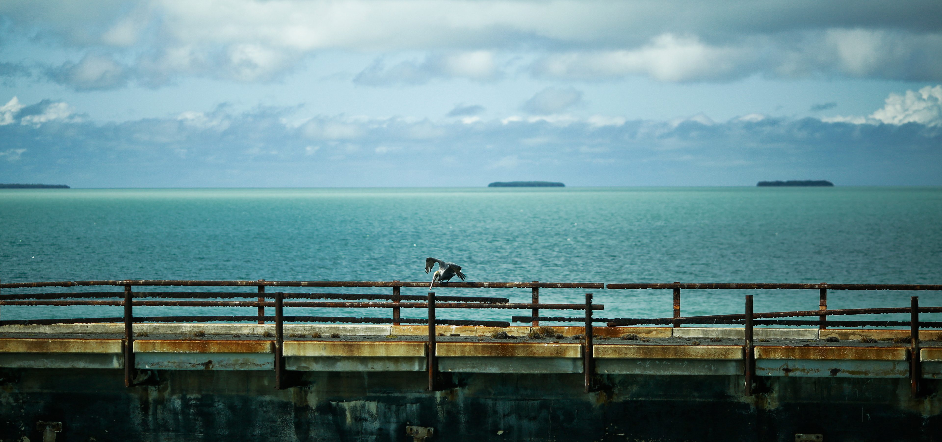 Photo voyage pélican mer keywest floride keys