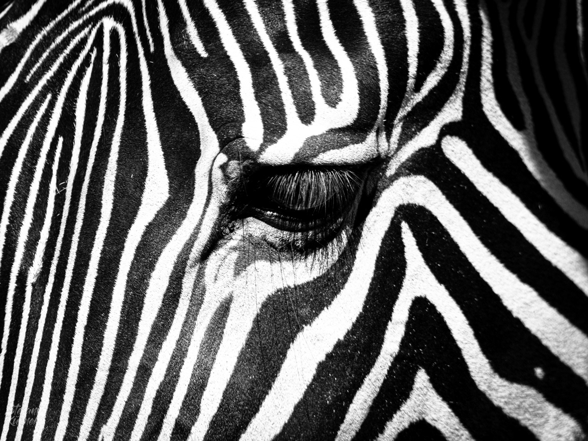 Detailaufnahme eines Zebras.