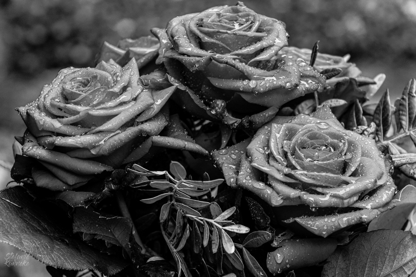 Roses are red...oder doch nicht?