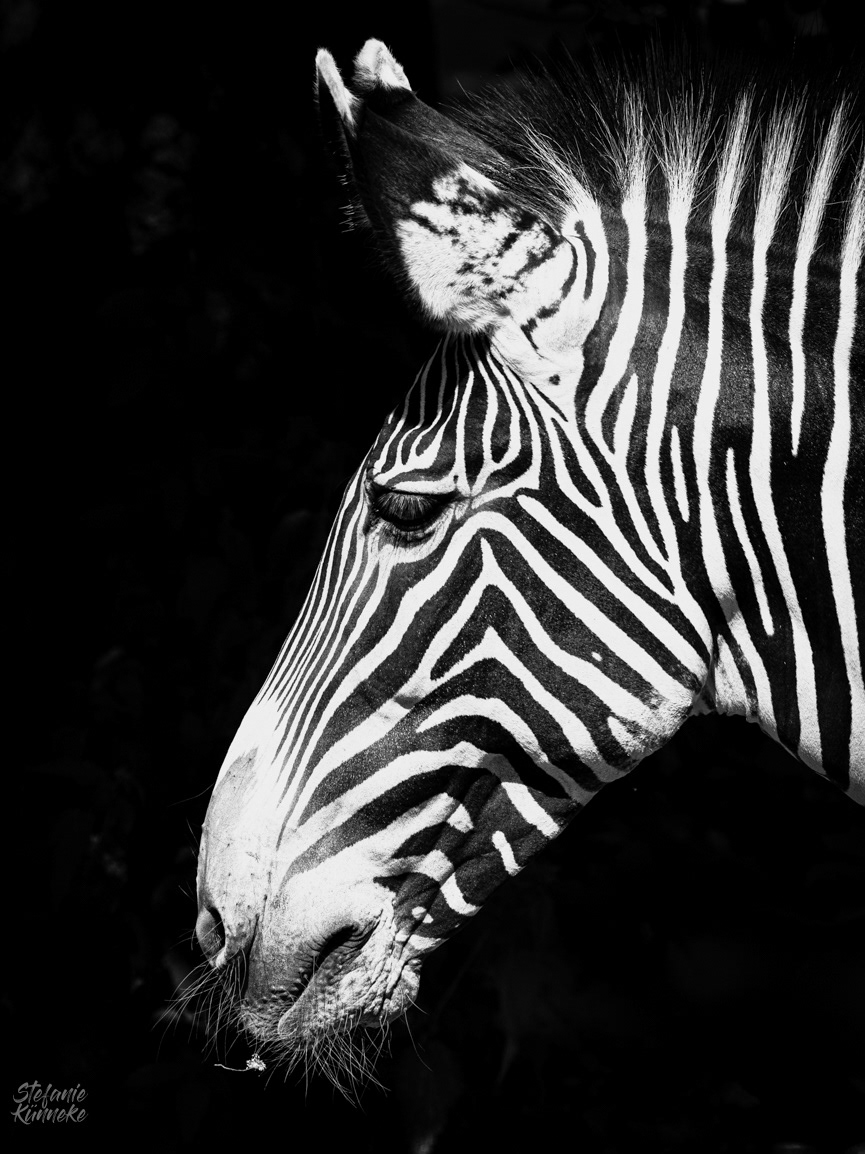 Zebra-Portrait.