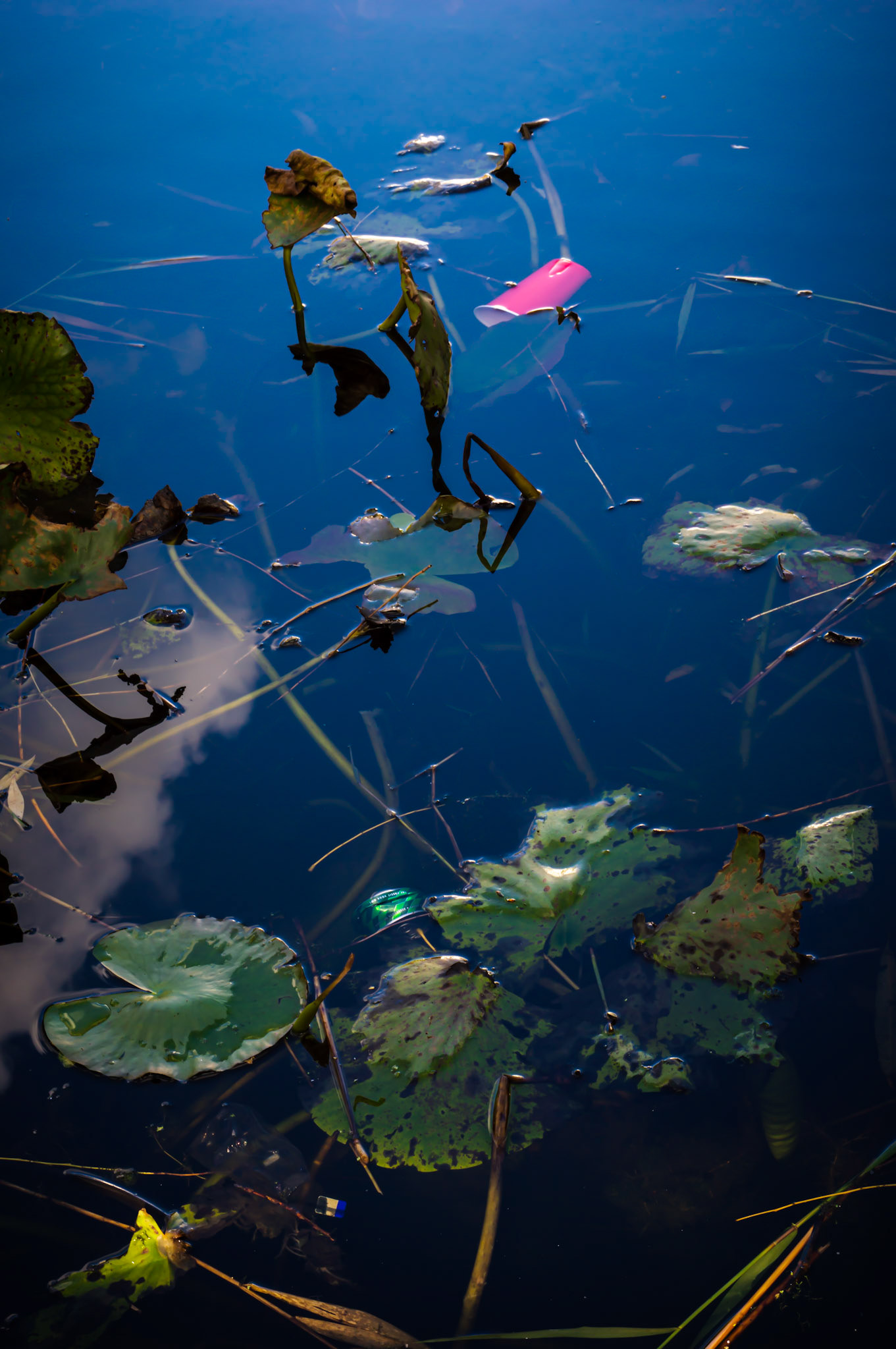 Red plastic cup and crushed green can in a public pond surrounded by dying water lilies leaves
