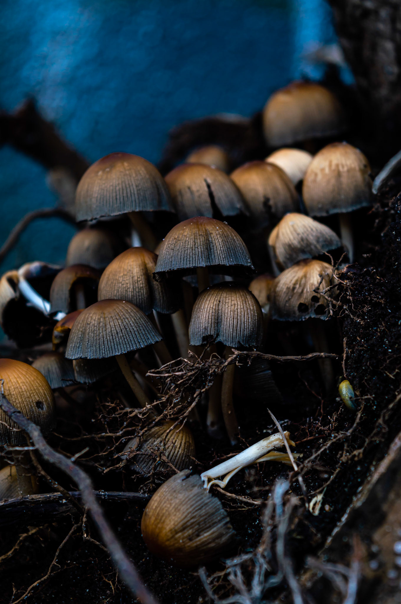 Mica cap