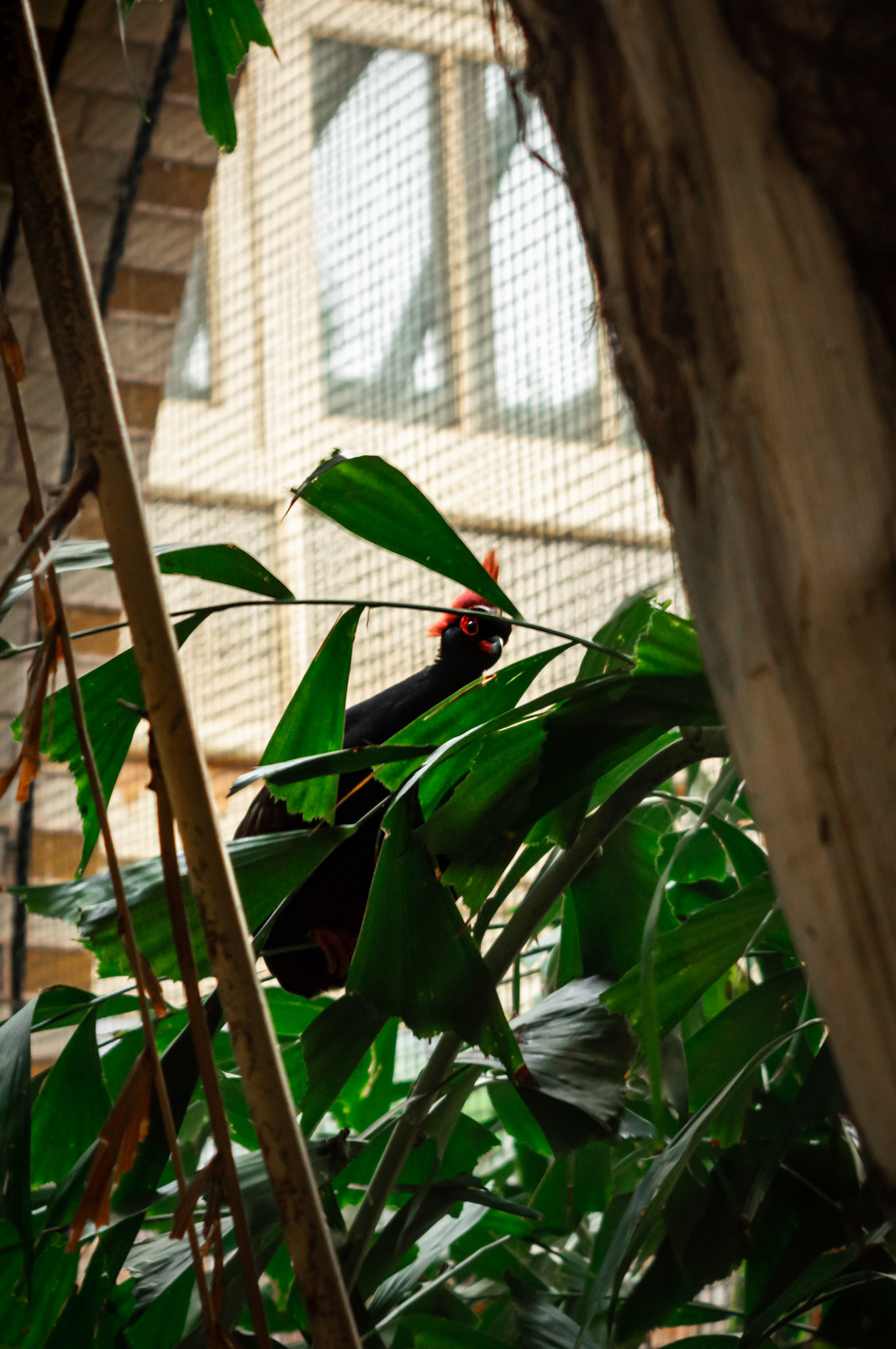 A red-crowened wood partridge or roul-roul perched on a leafy branch