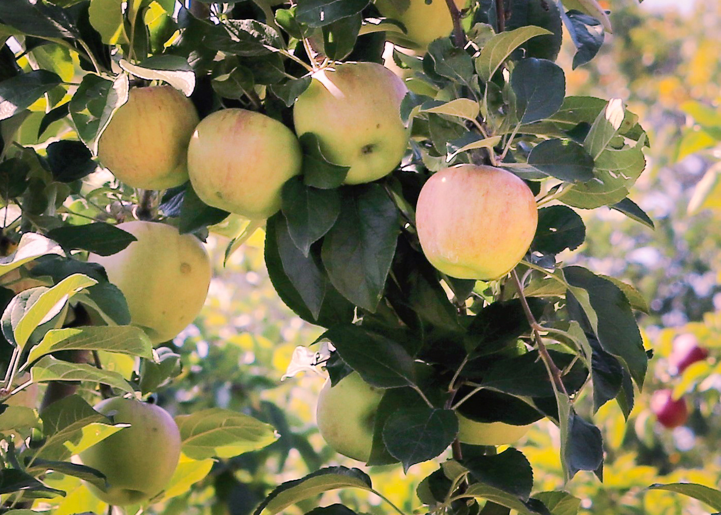 Finest Apples in Appleland