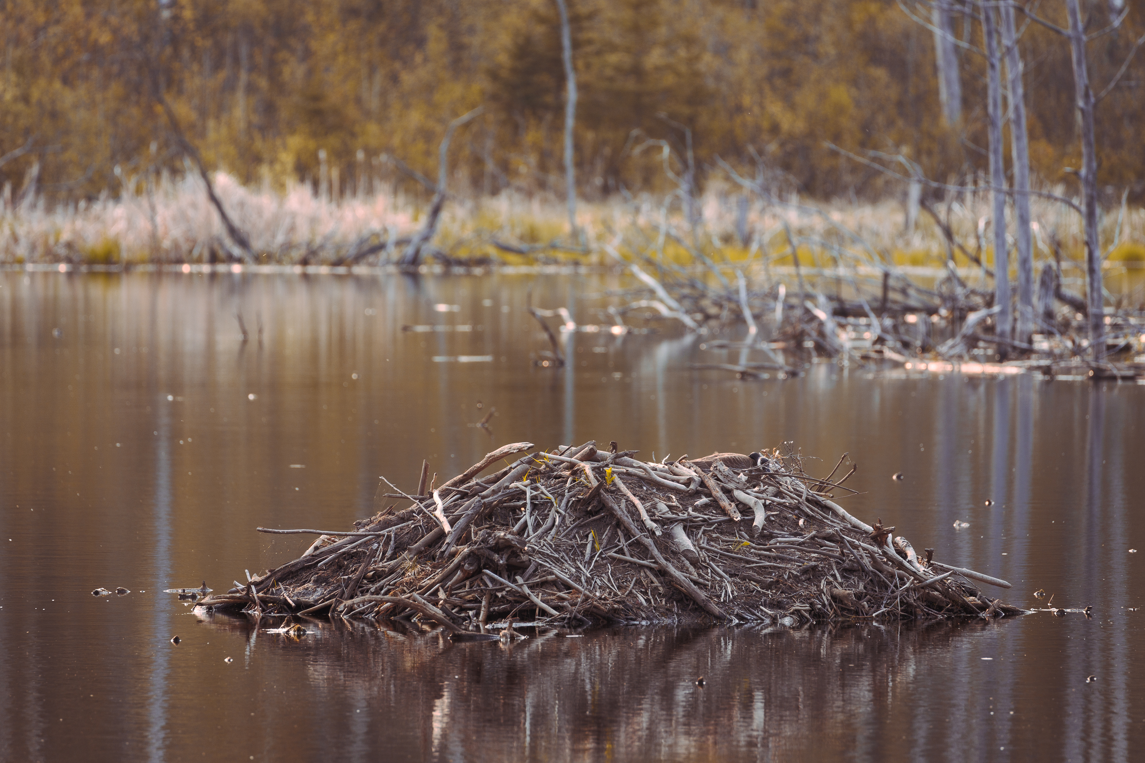Beaver Lodge - 2:3, 16x11