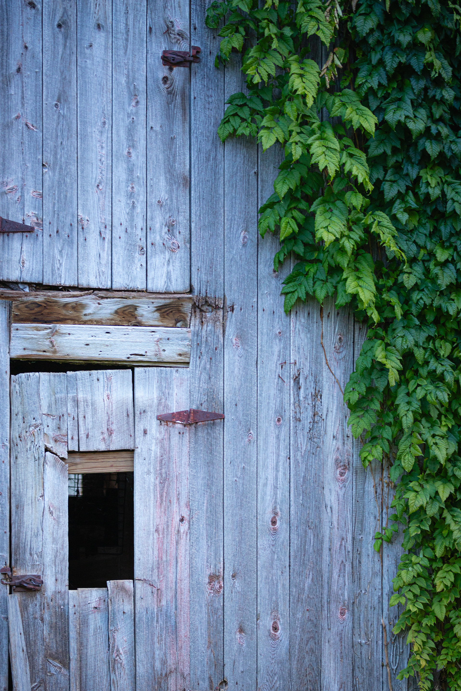 The Barn Door - 2:3, 11x16