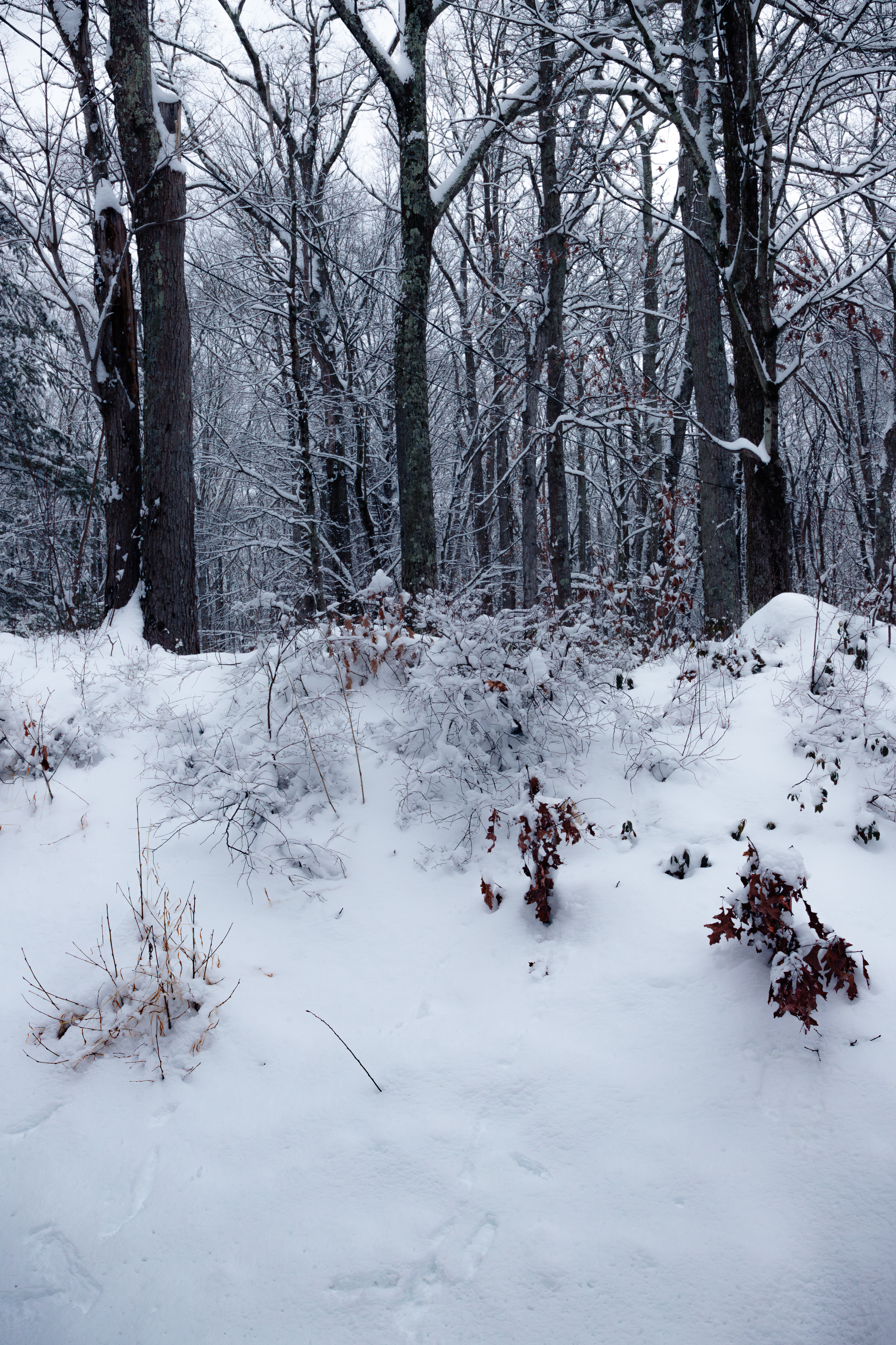 A January Nor'Easter