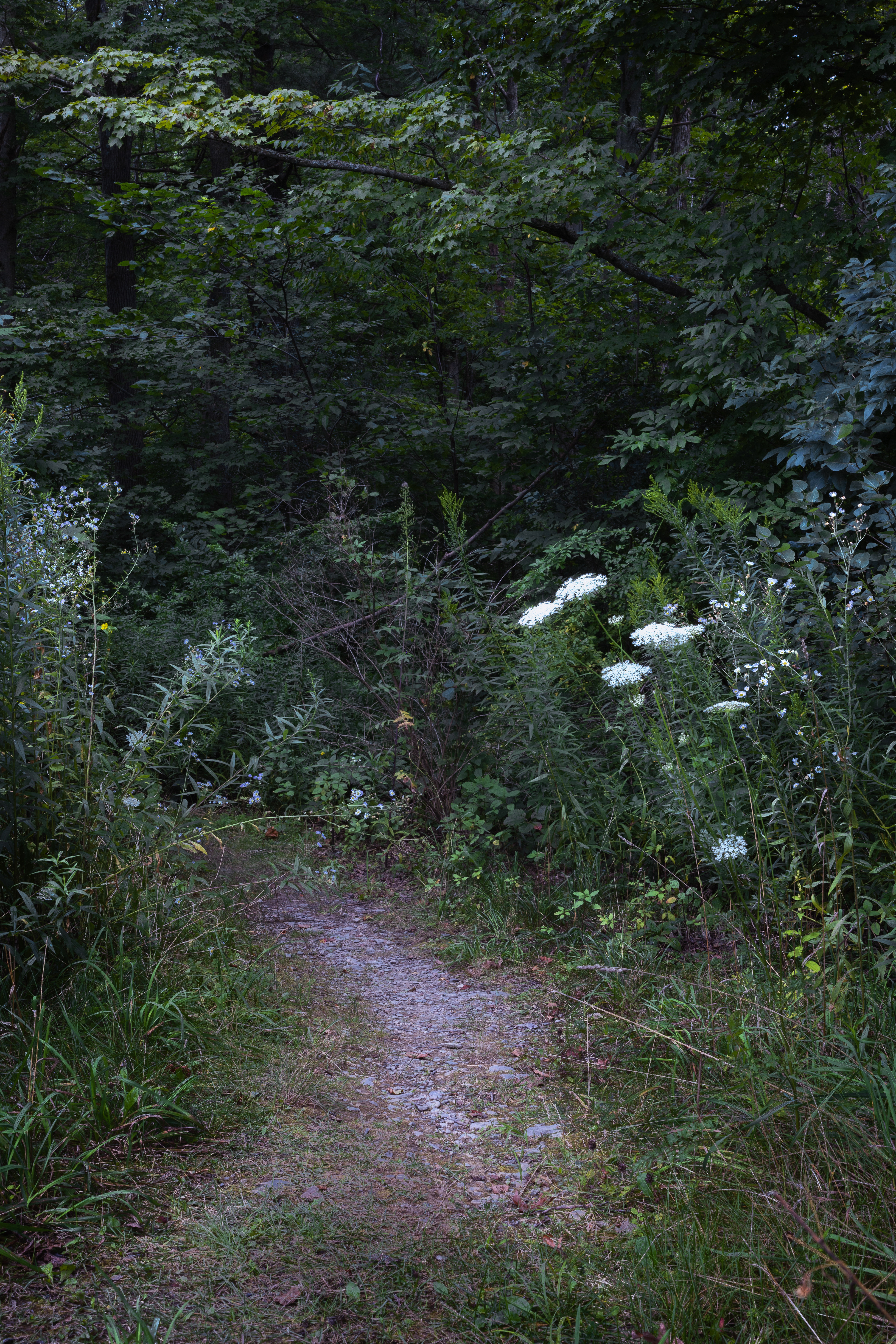 Into the Woods