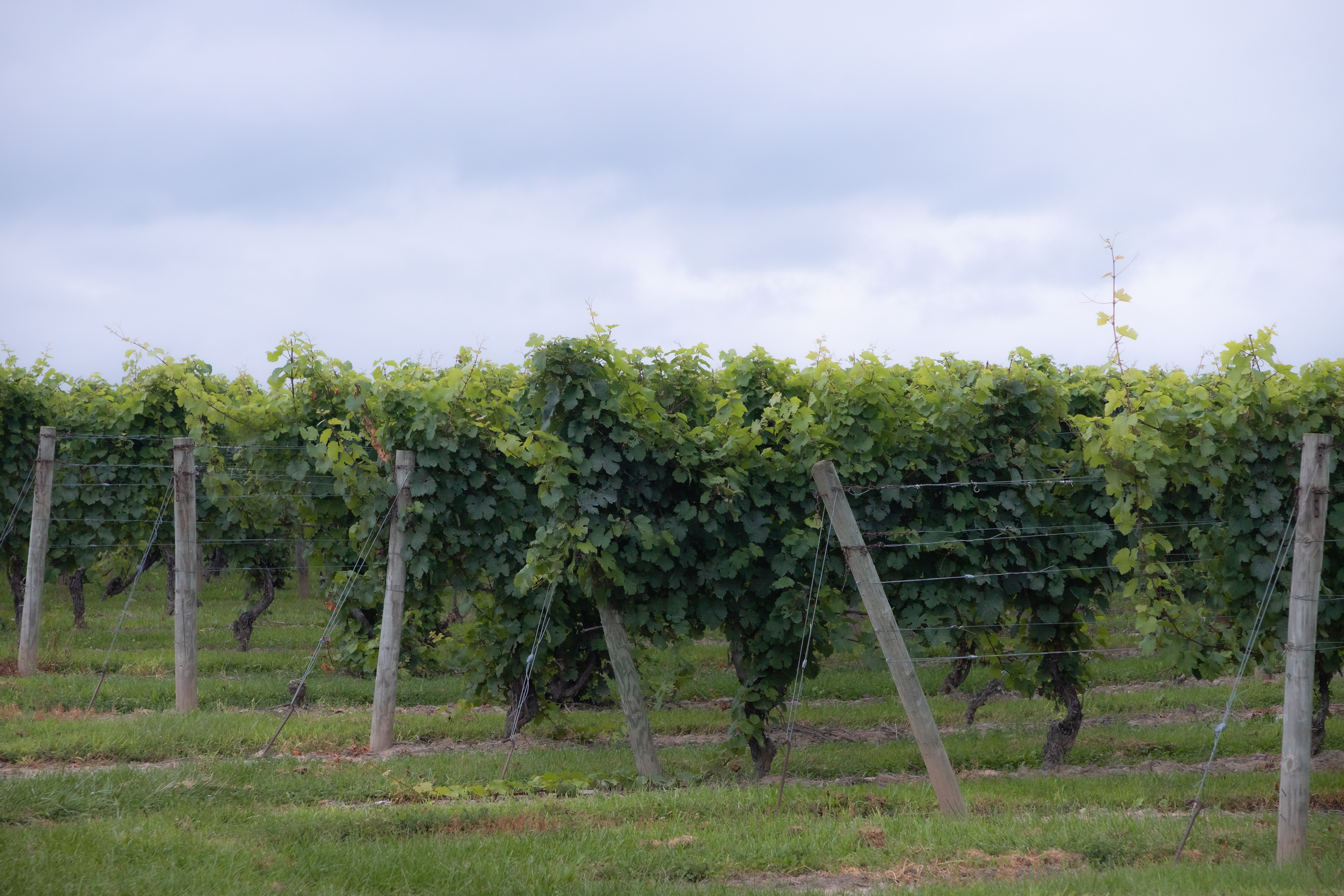 August Vines