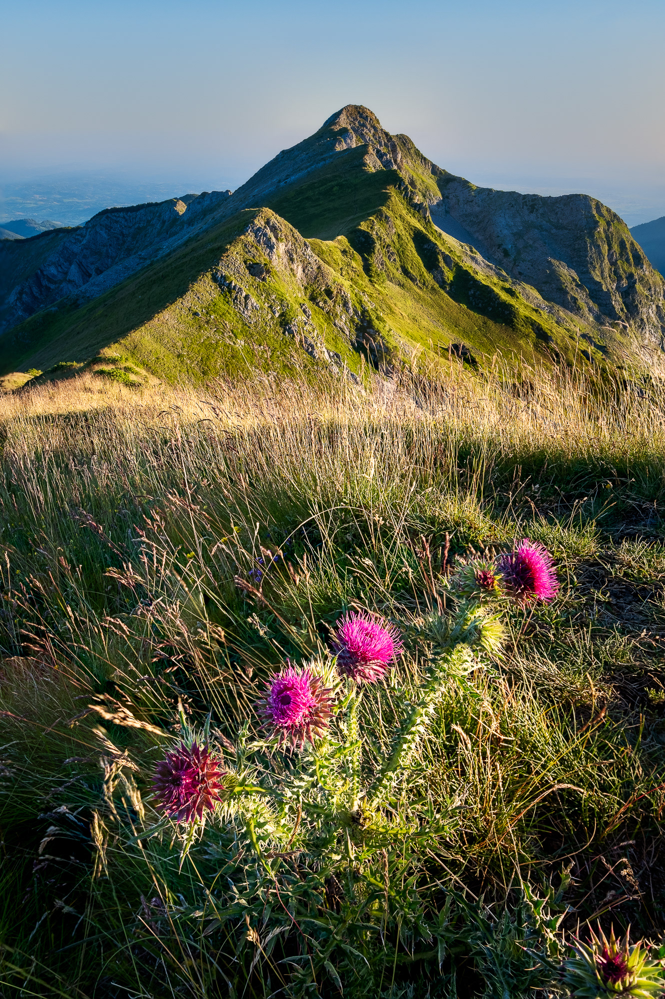 Fleurs et sommet, Hautes Pyrénées