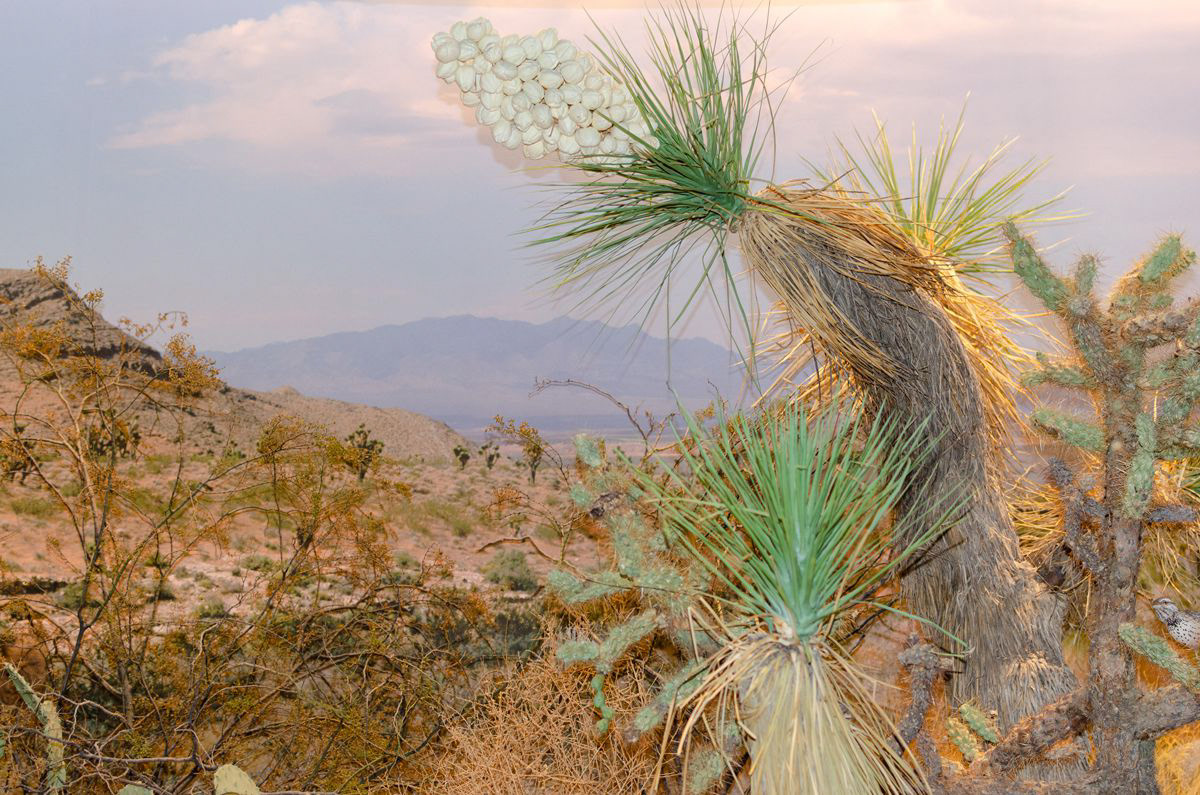 painted yucca