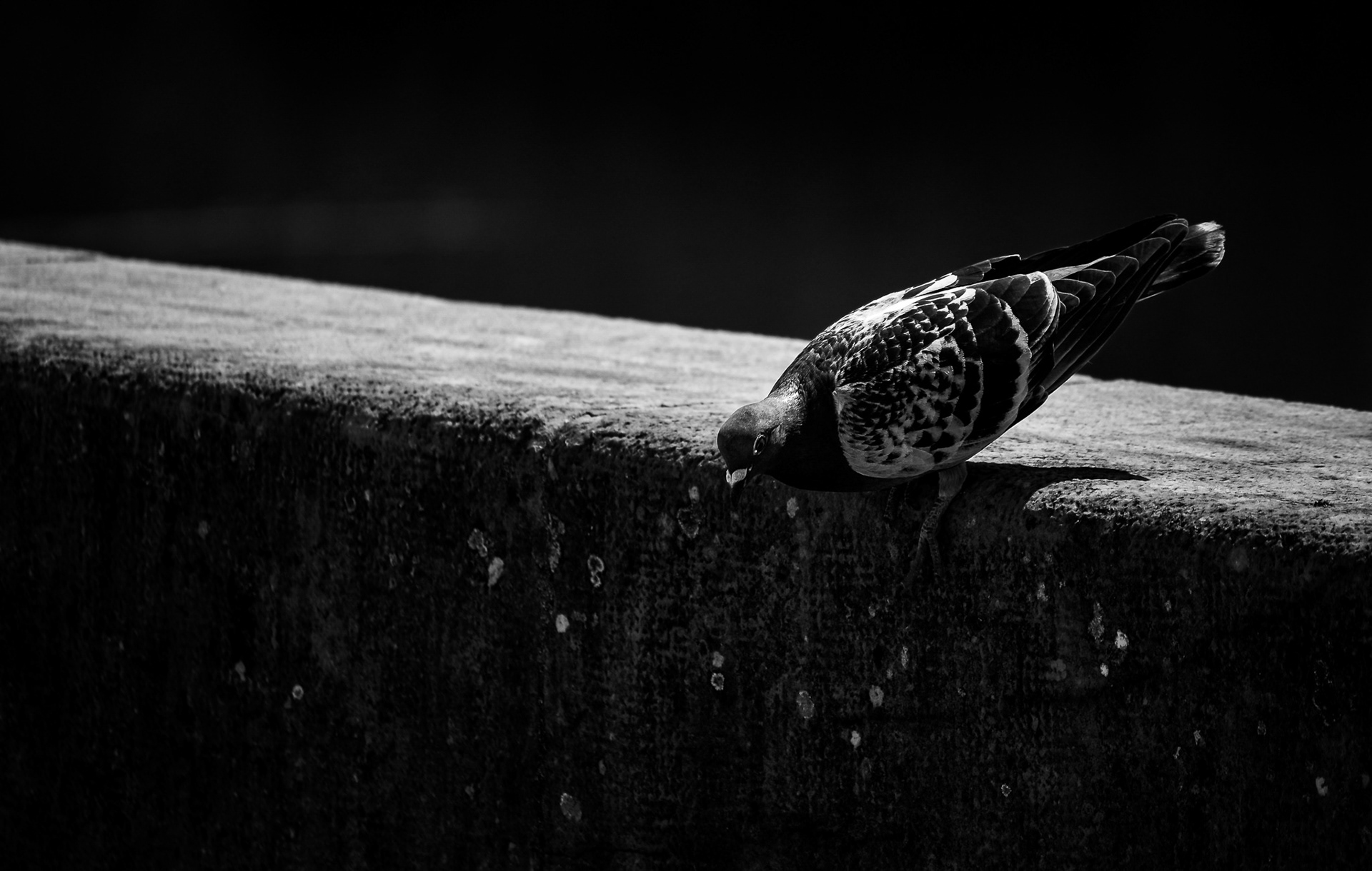 Pigeon standing on a concrete edge in soft light with dark background, minimalist black and white fine art photography