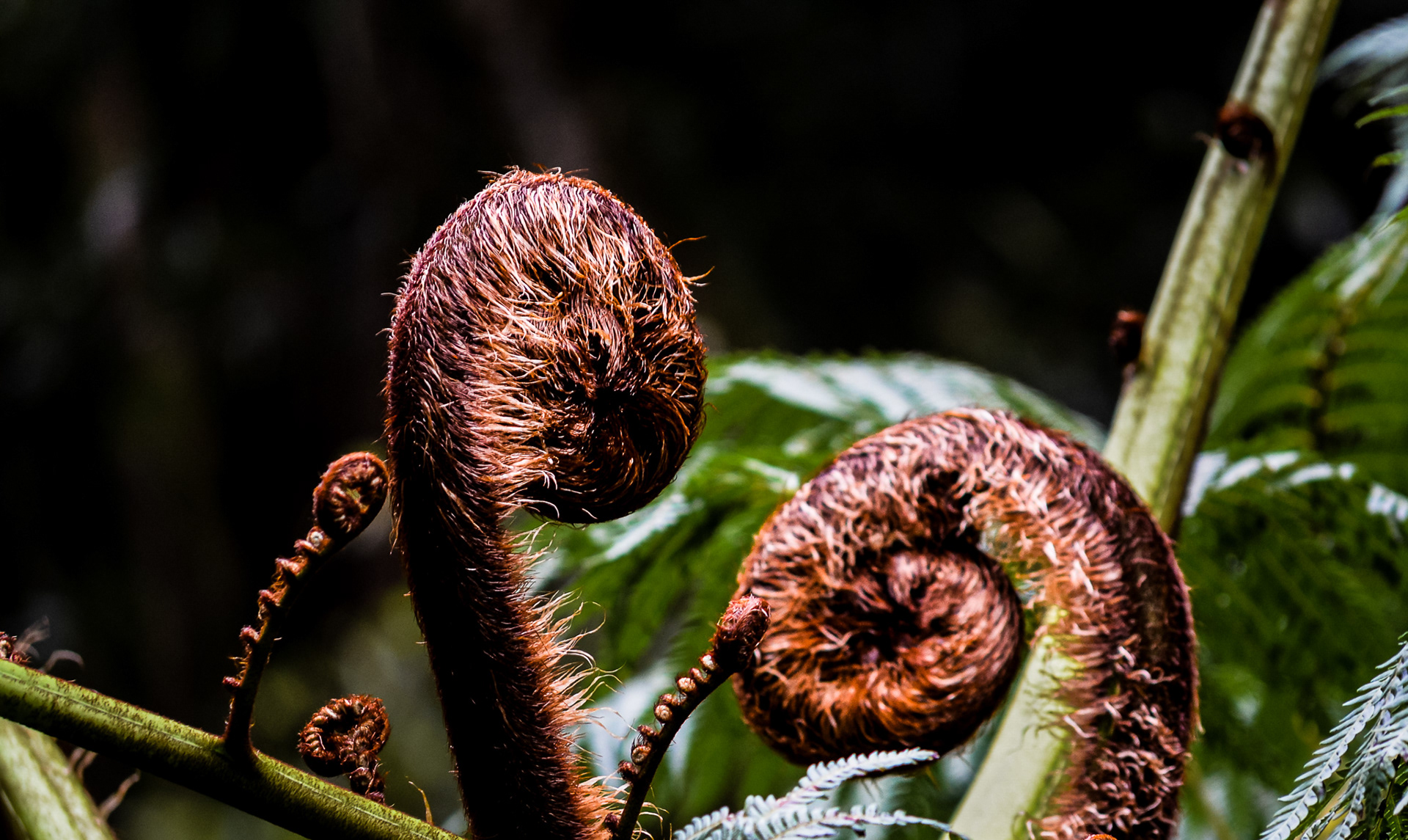 Fern spiral detail in natural light, fine art photography