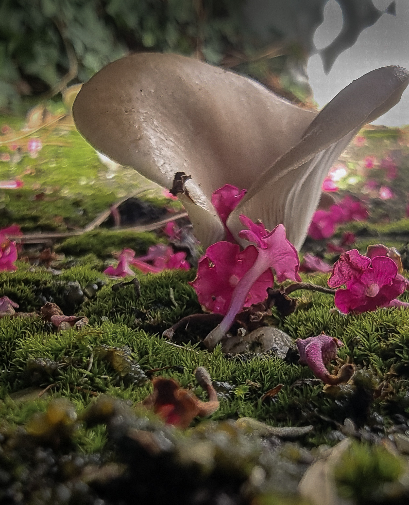 Fine art photograph of a mushroom emerging from moss with pink petals, natural organic textures and soft light.