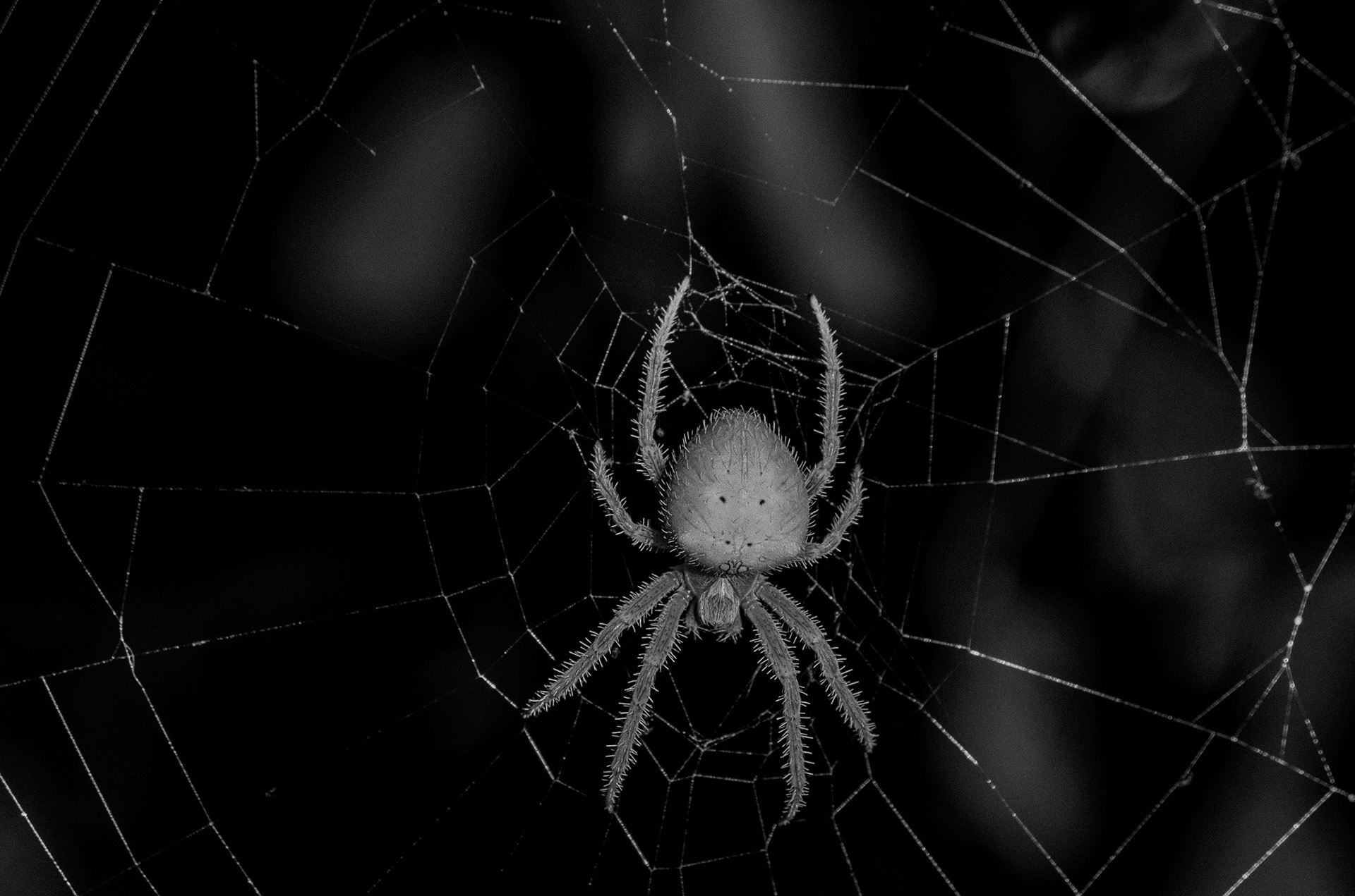 Black and white close-up of a spider centered in its web, highlighting fine details and geometric structure against a dark background.