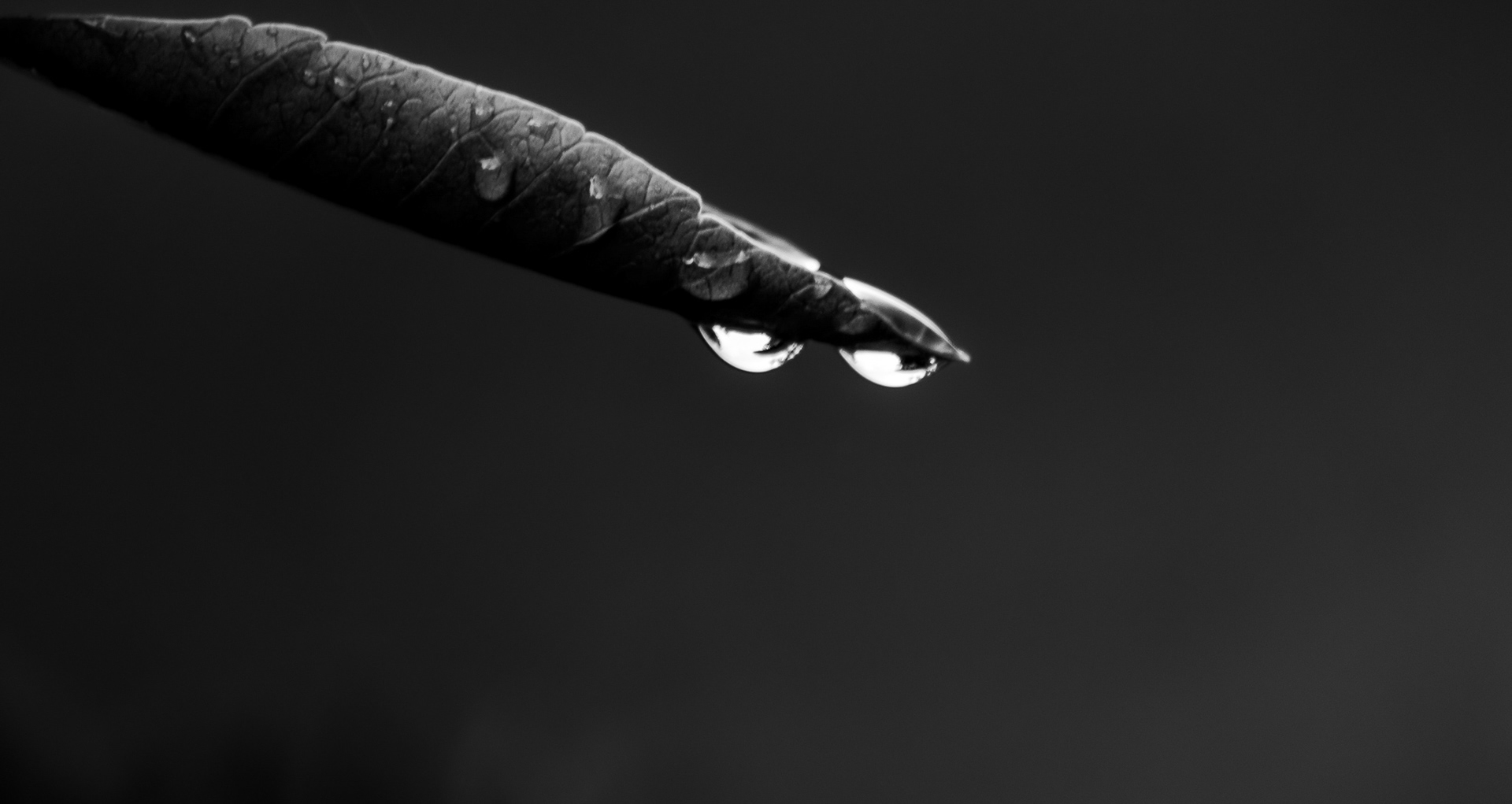 Black and white photograph of a single leaf tip holding two suspended water droplets against a soft, blurred background, capturing a moment of stillness and tension.