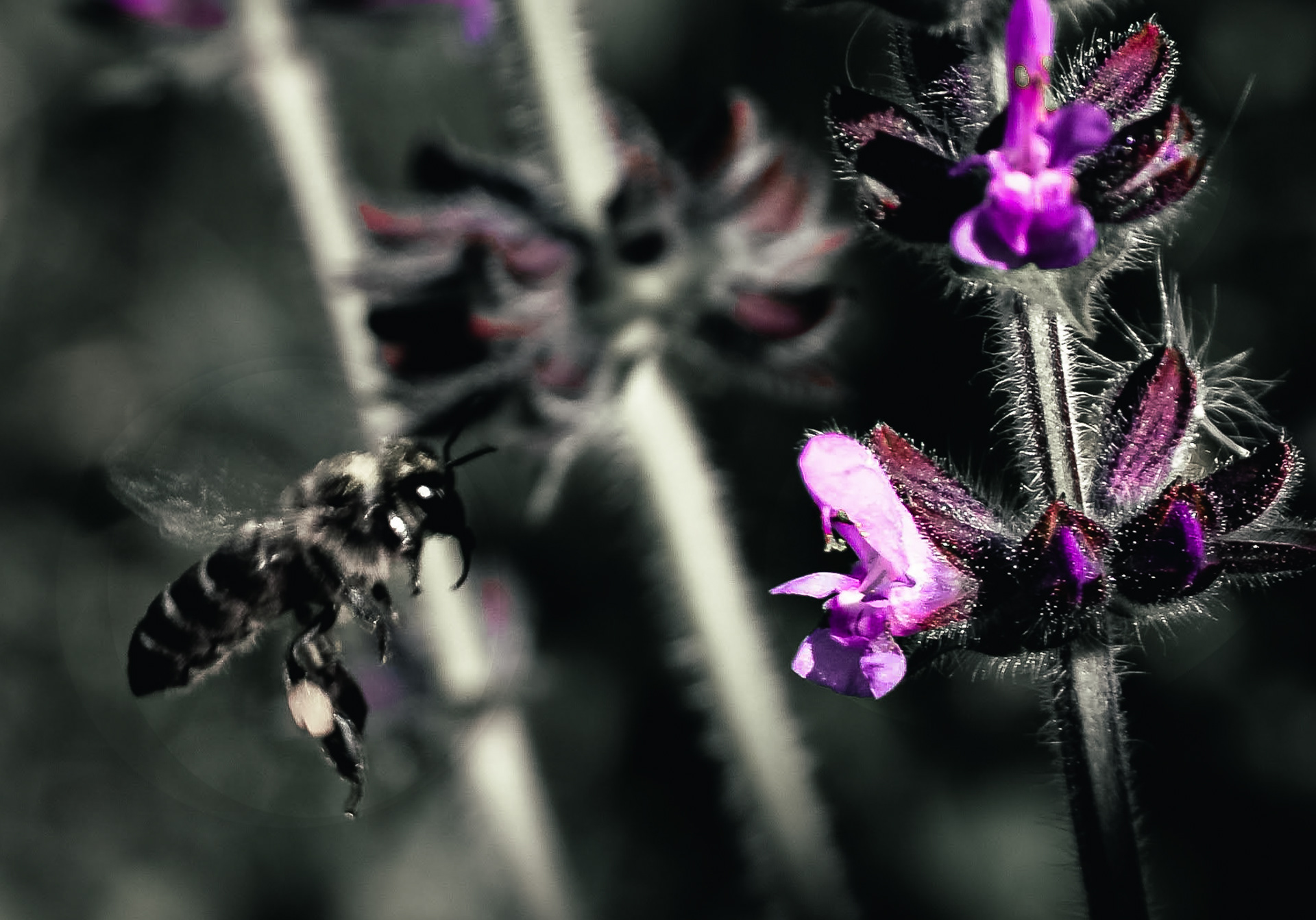 Bee hovering beside purple wildflowers in a dark atmospheric macro scene with soft organic textures.