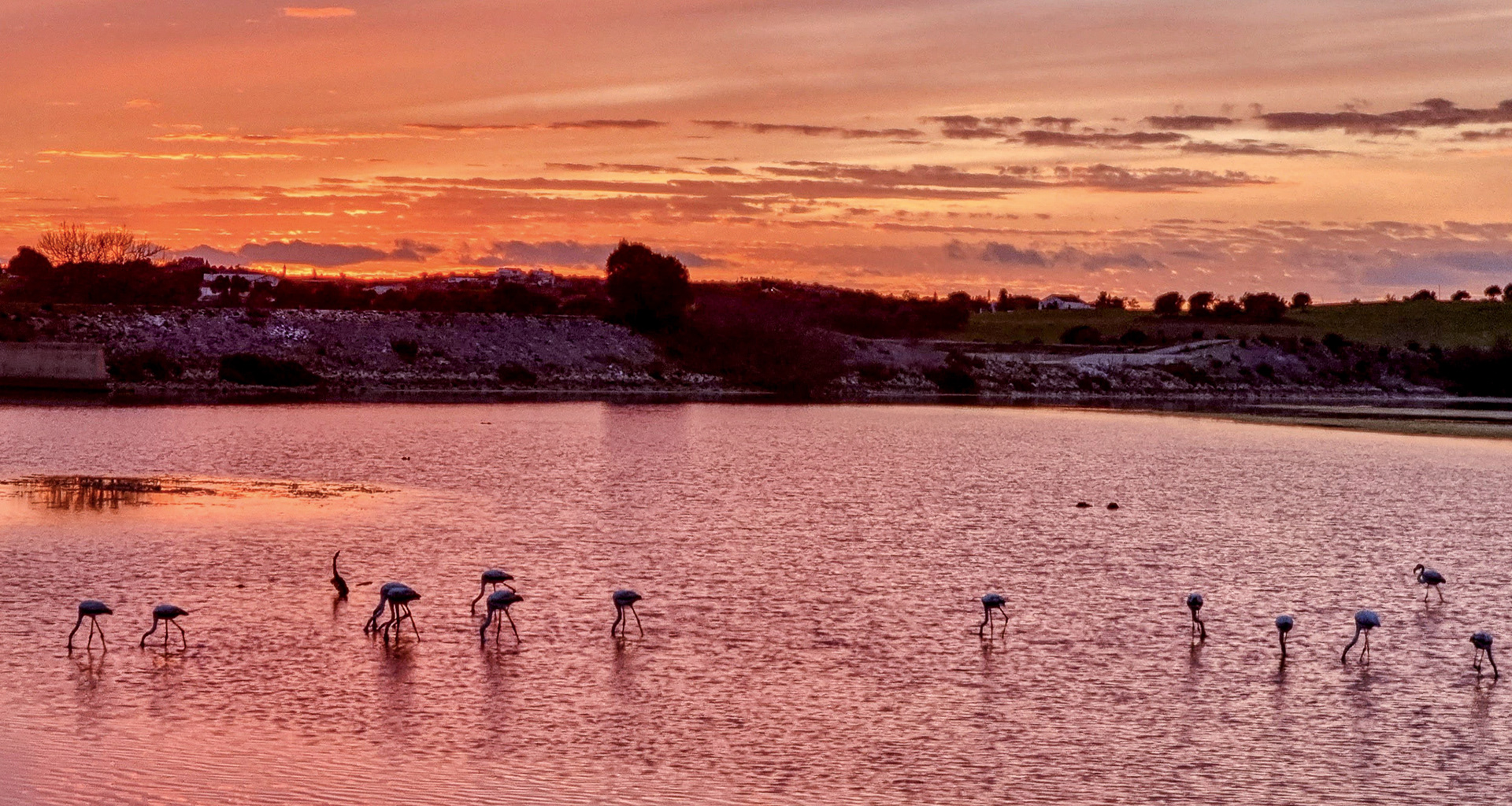 Flamingos wading in calm lagoon at sunset, Algarve Portugal, soft light and still water