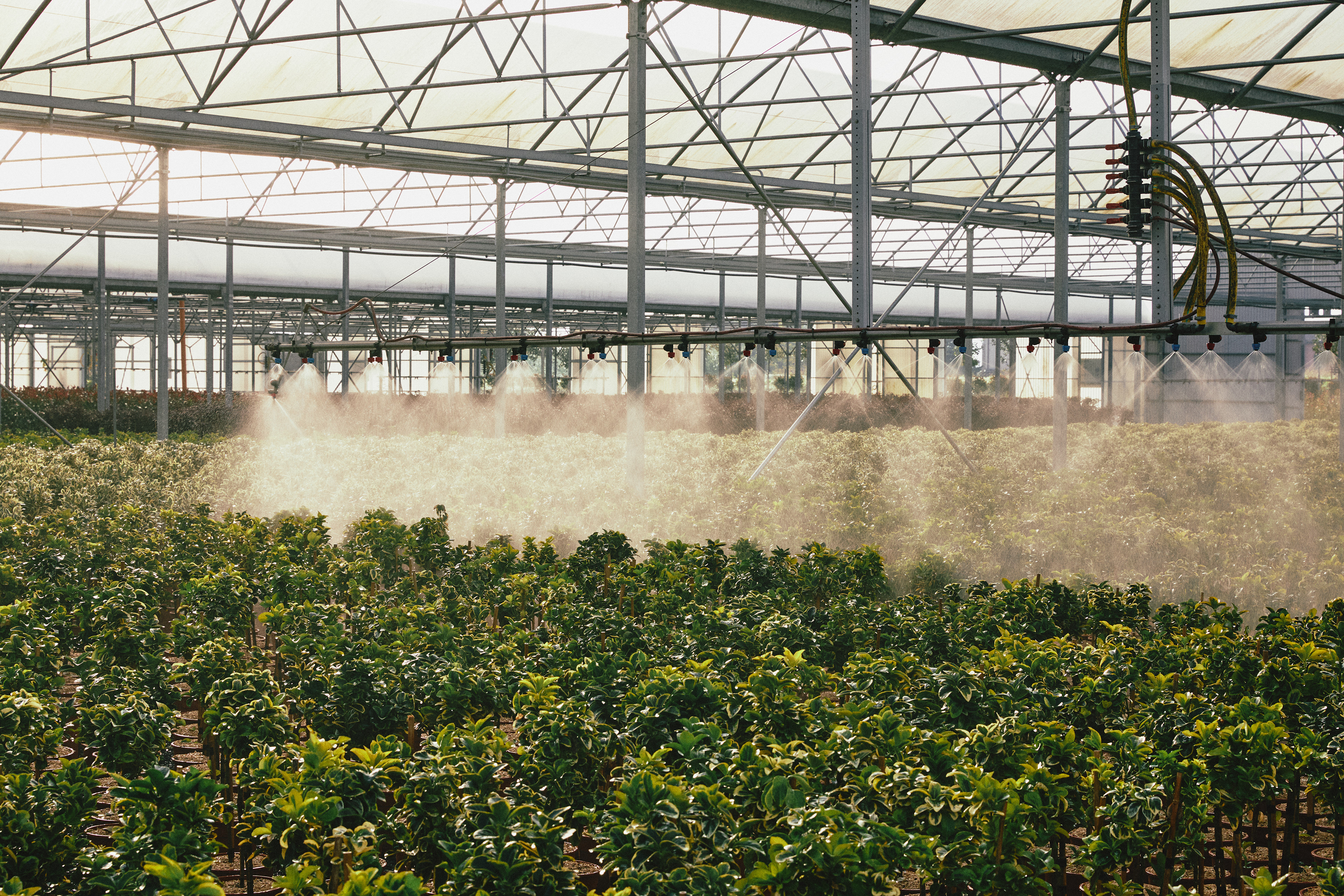 Reportage aziendale per il nuovo sito di un'azienda vivaistica pistoiese con investimenti nel settore tecnologico. La fotografia mette in evidenza l'infrastruttura del vivaio e il suo impegno verso l'uso di tecnologie sostenibili ed efficienti, un esempio di come l'innovazione può integrarsi nella tradizione florovivaistica, garantendo un'irrigazione uniforme e un minore spreco di acqua.