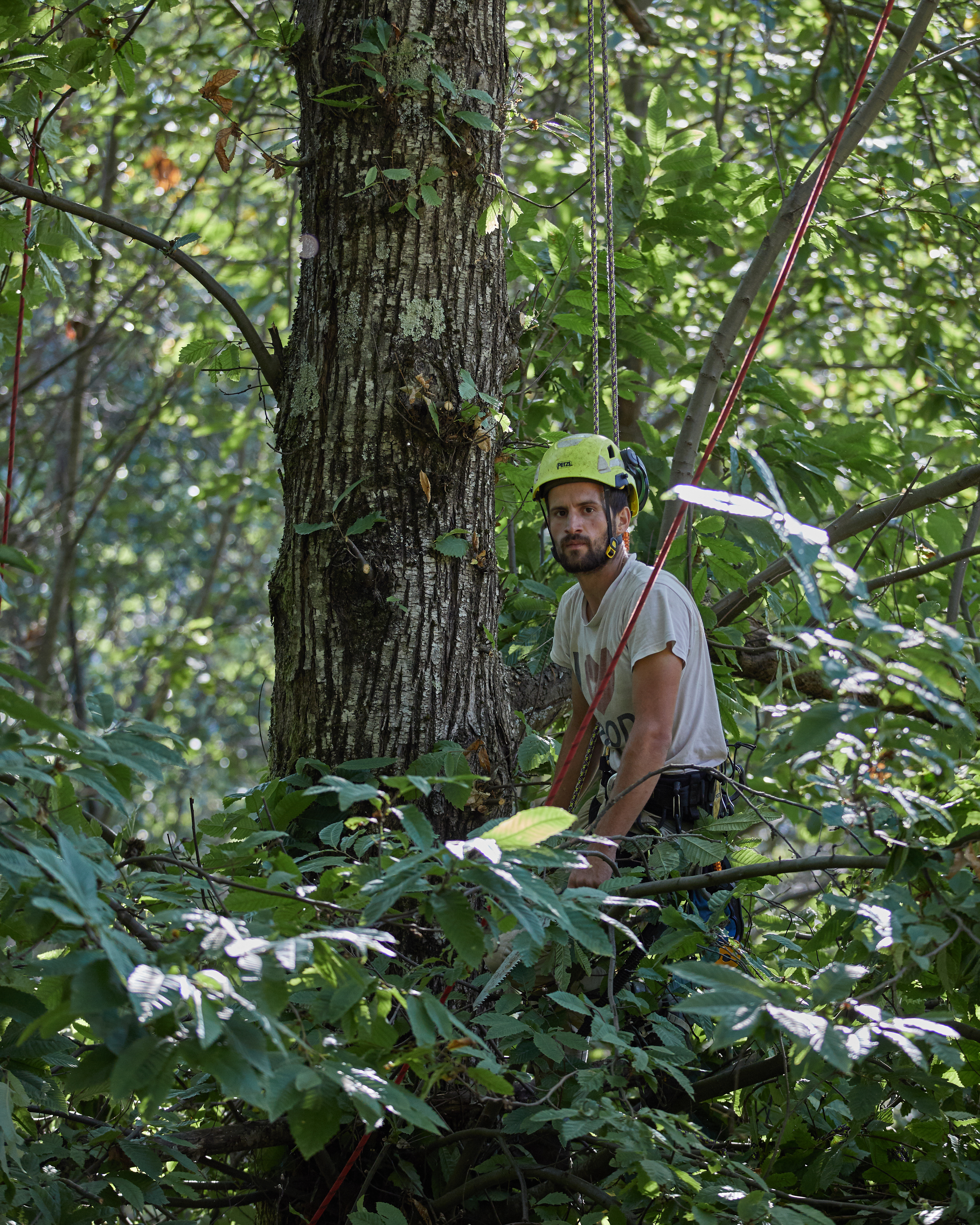 Simone, tree climber for the pruning of chestnut trees.