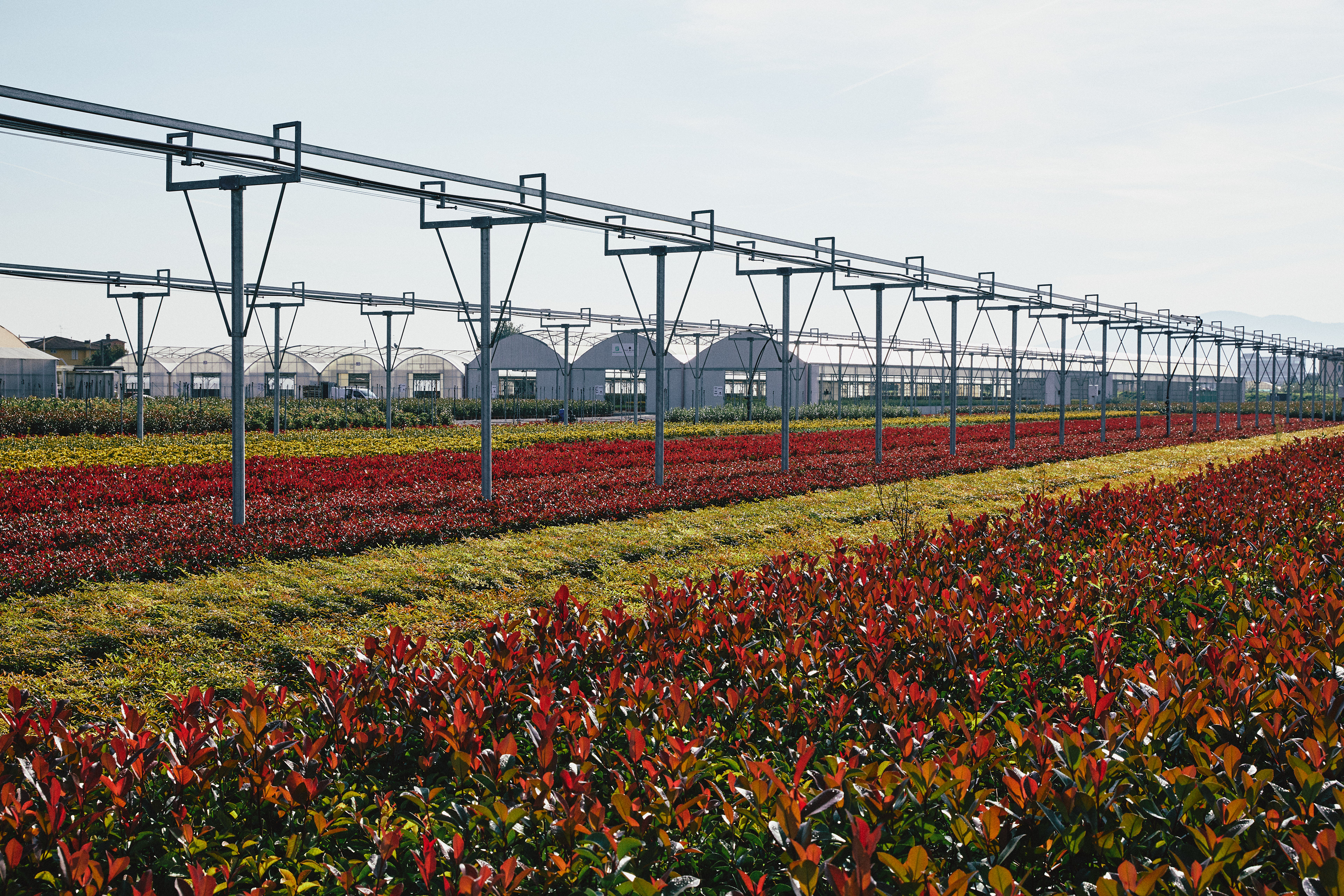 Reportage aziendale per il nuovo sito di un'azienda vivaistica pistoiese con investimenti nel settore tecnologico. La fotografia mette in evidenza l'infrastruttura del vivaio e il suo impegno verso l'uso di tecnologie sostenibili ed efficienti, un esempio di come l'innovazione può integrarsi nella tradizione florovivaistica, garantendo un'irrigazione uniforme e un minore spreco di acqua.