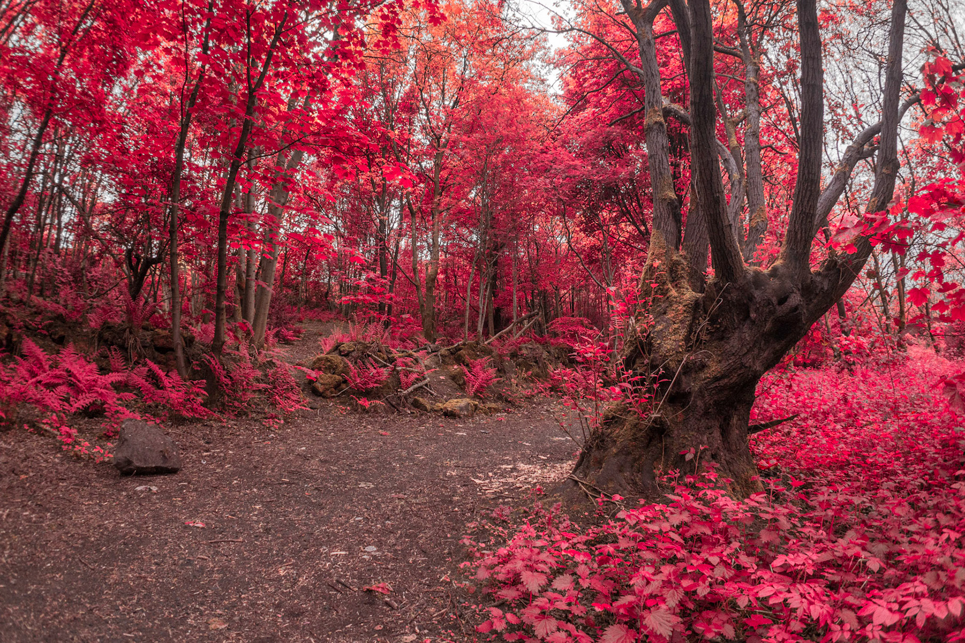 Daily exercise around the verdant local woods, with a twist.
