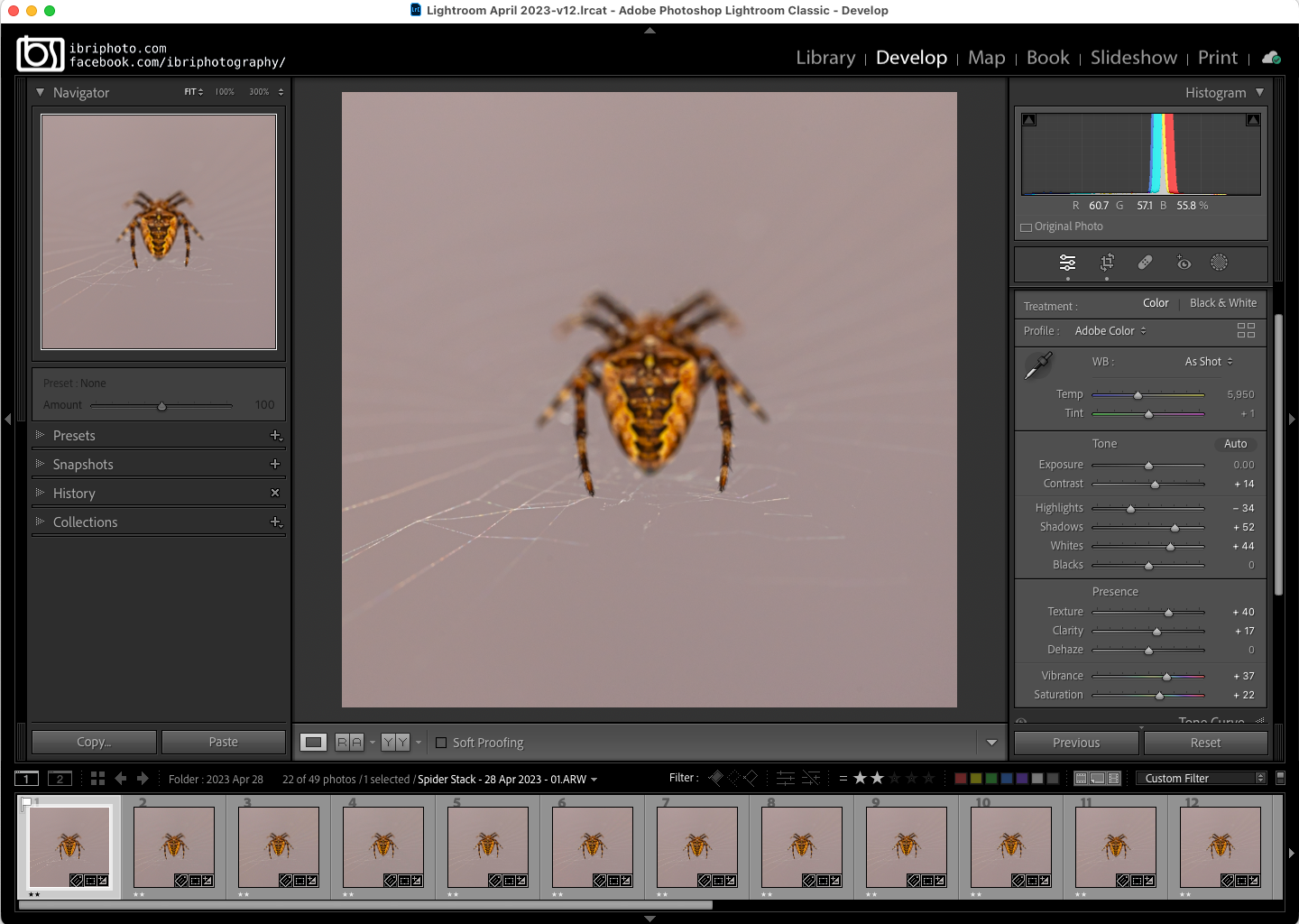 Some basic editing of the RAW file in Lightroom first, then synchronising that across the 22 images to match. The time-frame across the first image to last was just over 1 minute - trying to shoot whilst it looked the spider was in a deep sleep and never budged a nanometre.