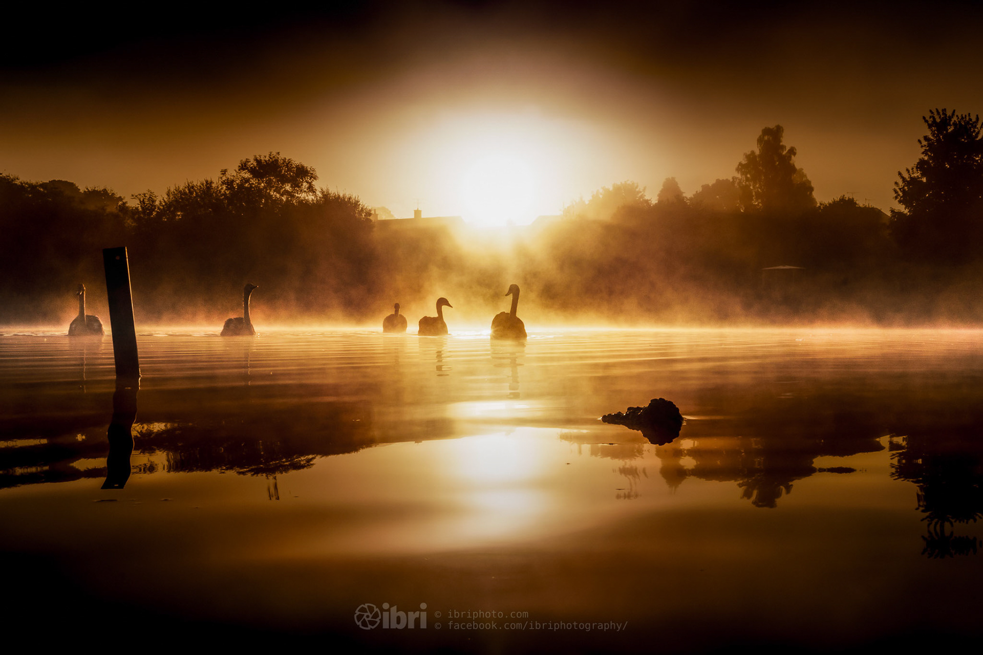 The autumn mists roll in over the village pond  as swans swim towards the camera