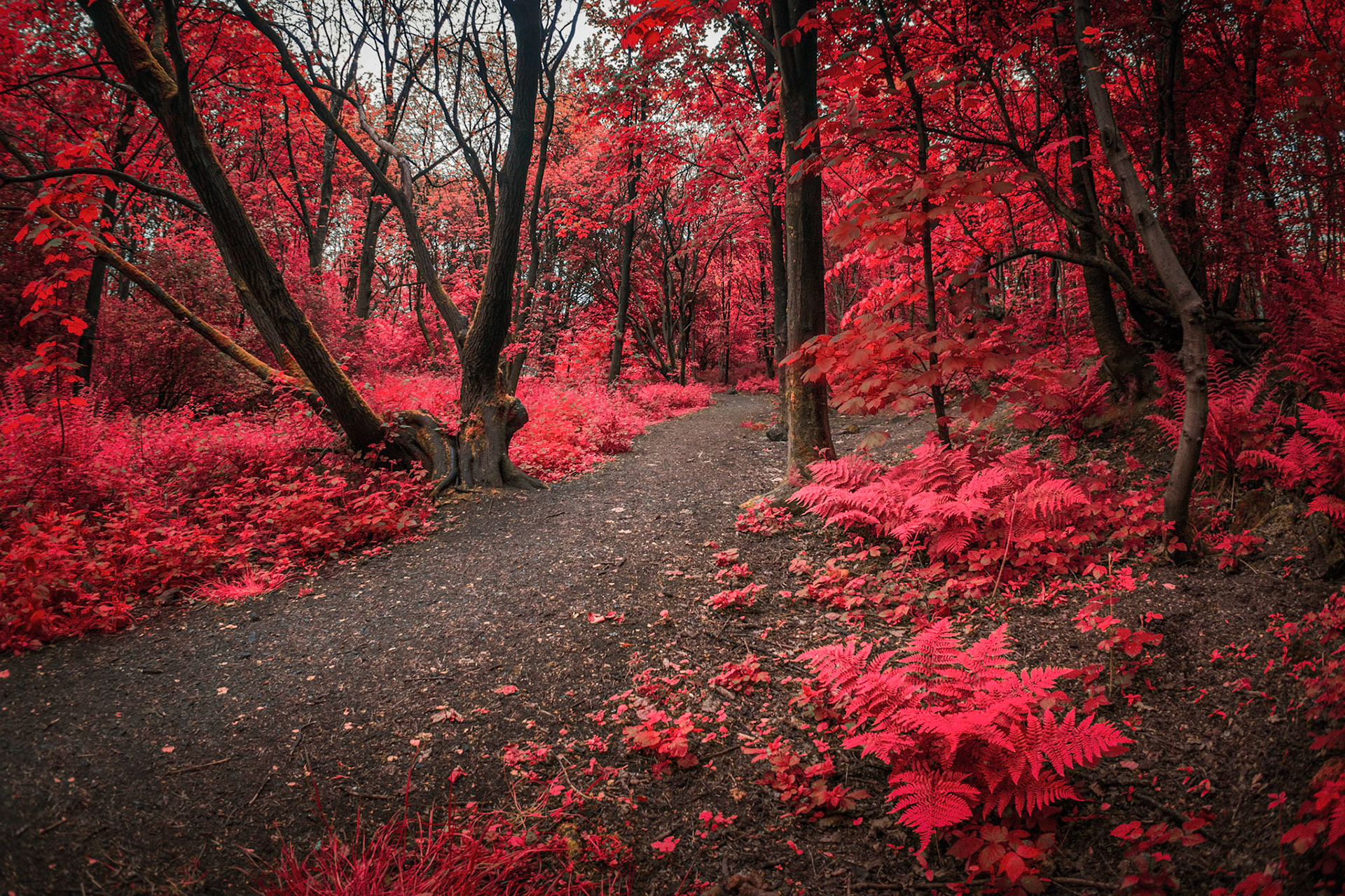 Daily exercise around the verdant local woods, with a twist.