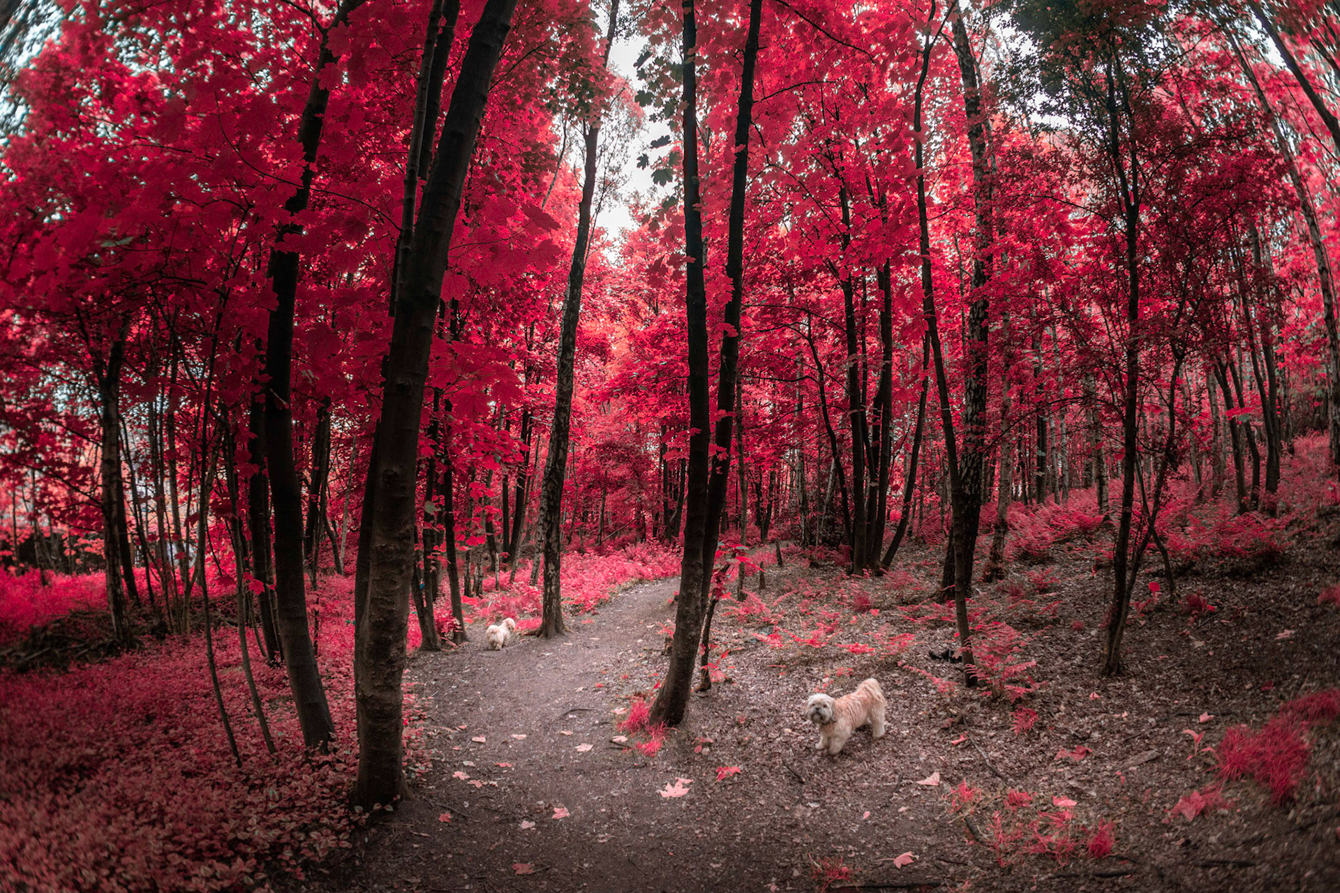 Daily exercise around the verdant local woods, with a twist.