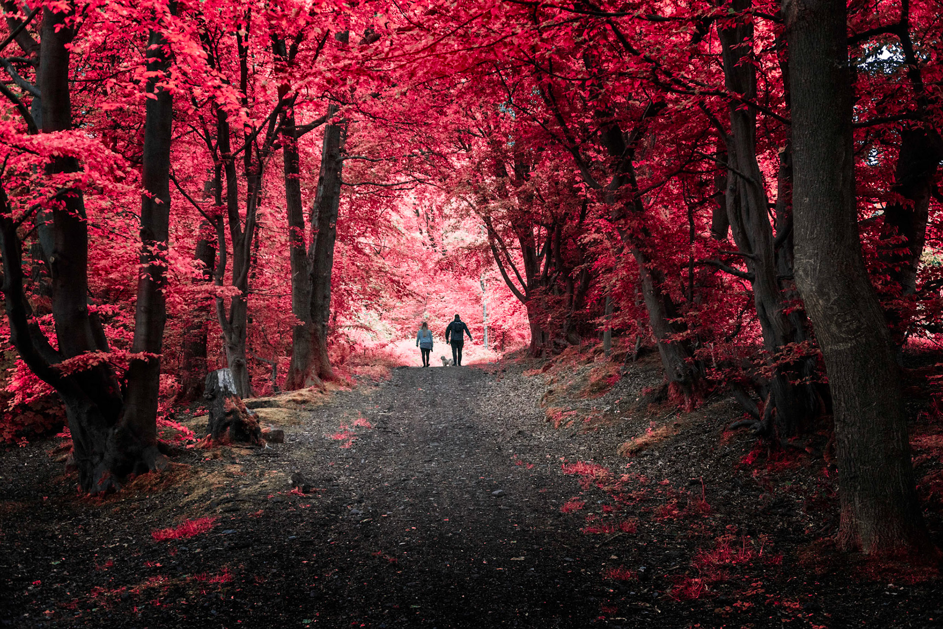 Daily exercise around the verdant local woods, with a twist.