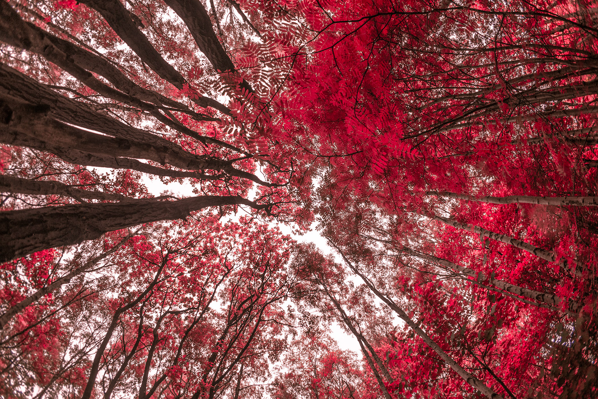 Daily exercise around the verdant local woods, with a twist.