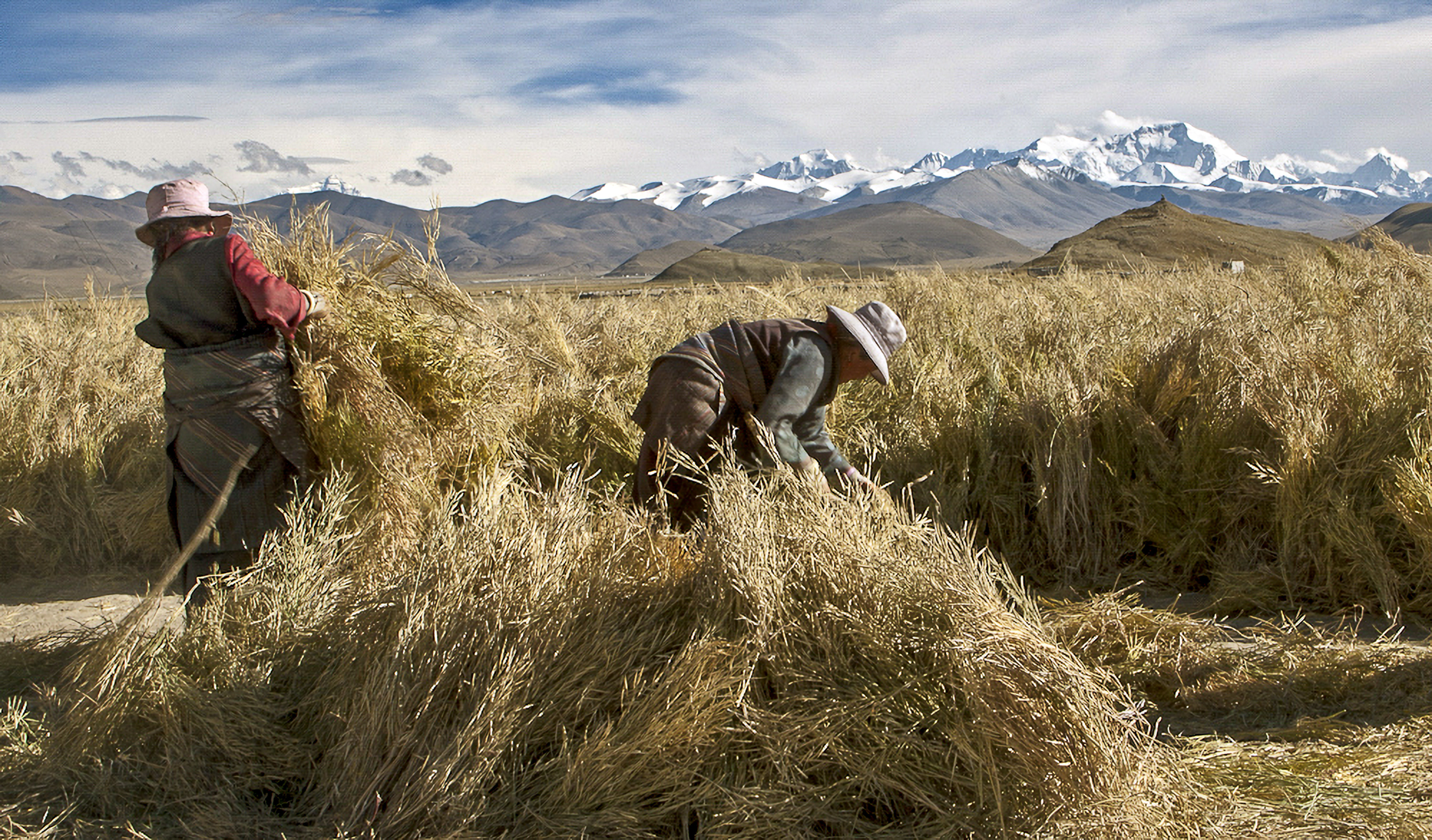 Camperols de Tingri (Tibet)