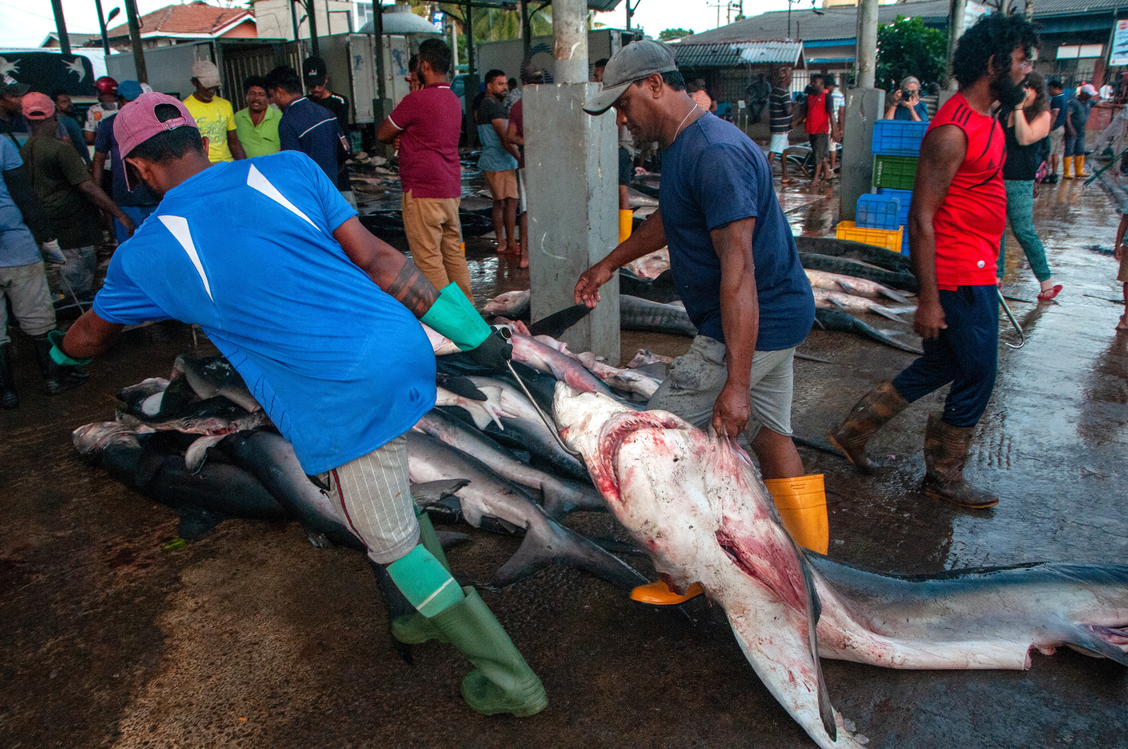 Port pesquer de Negombo. Sri Lanka