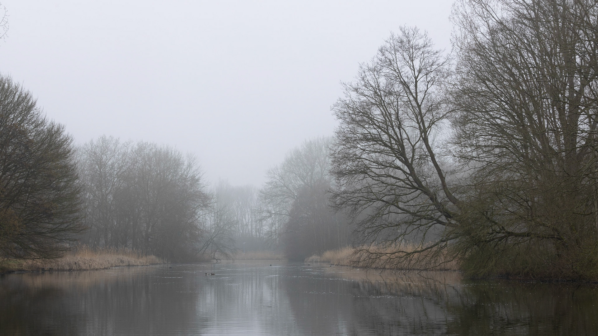 door net naar links te gaan komt de voorste boom losser te staan