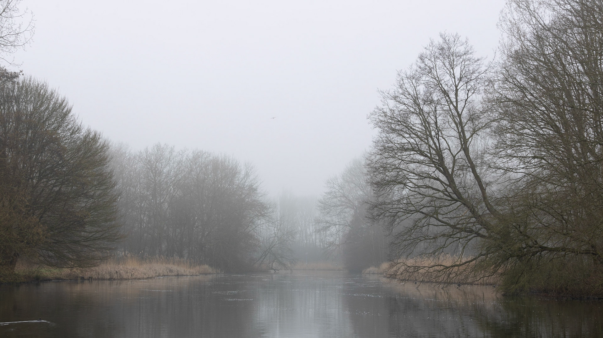 opzich een ok compositie