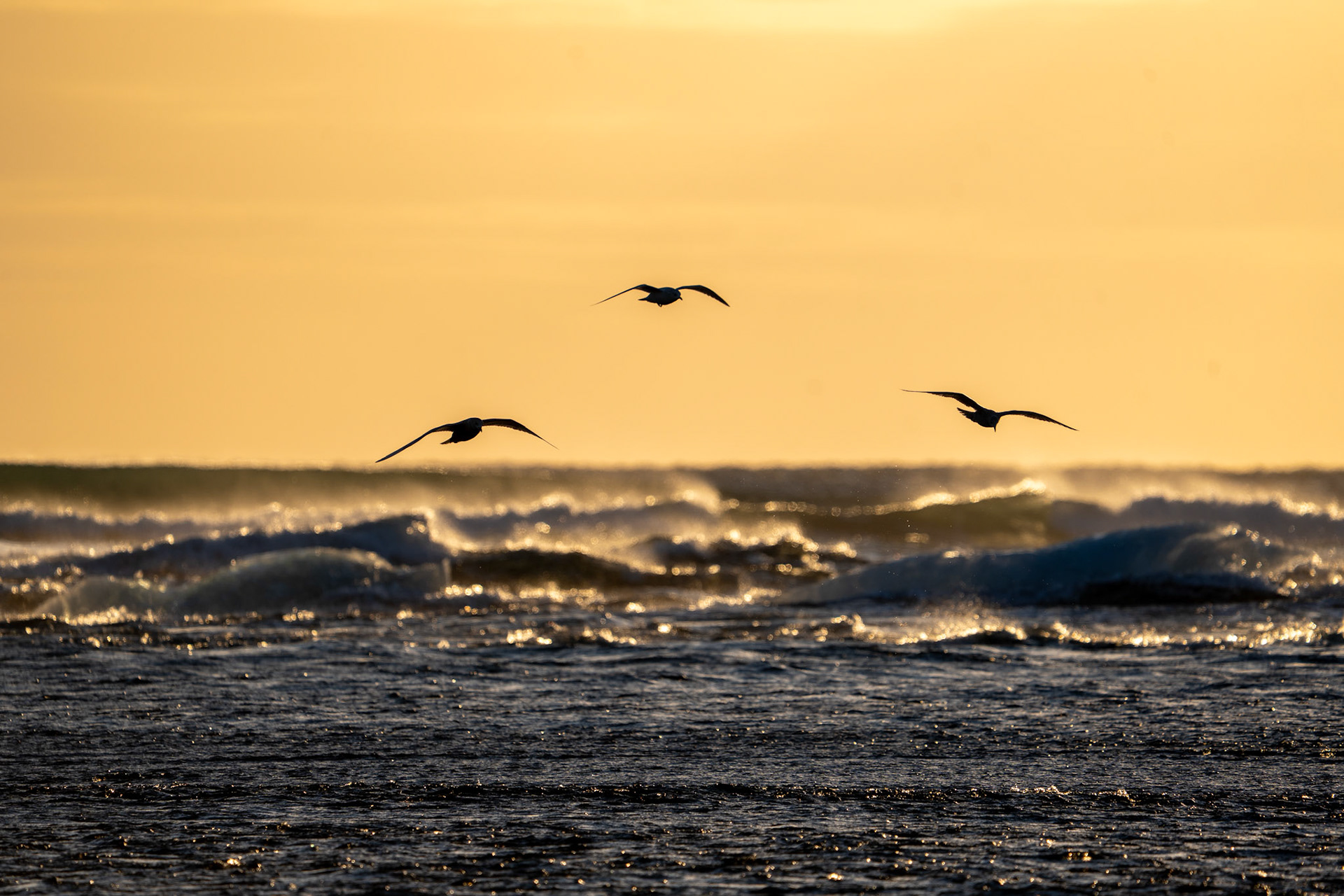 Iceland Gull