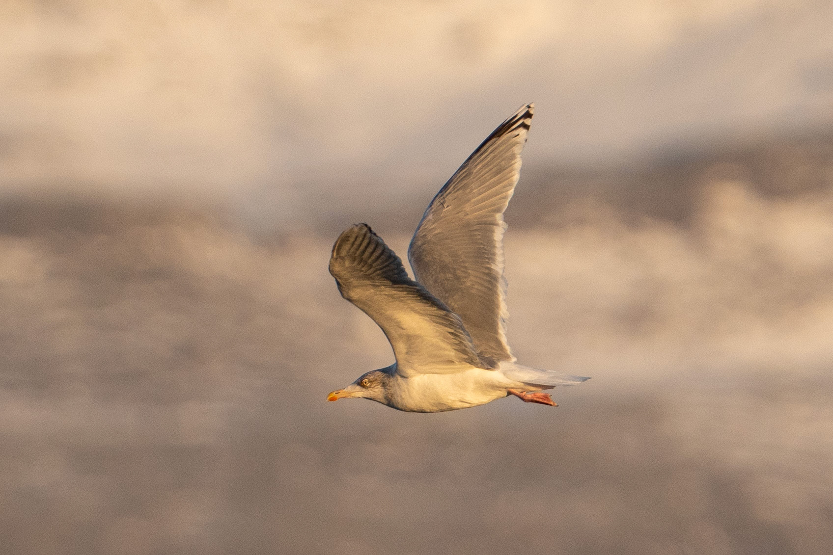 Iceland Gull