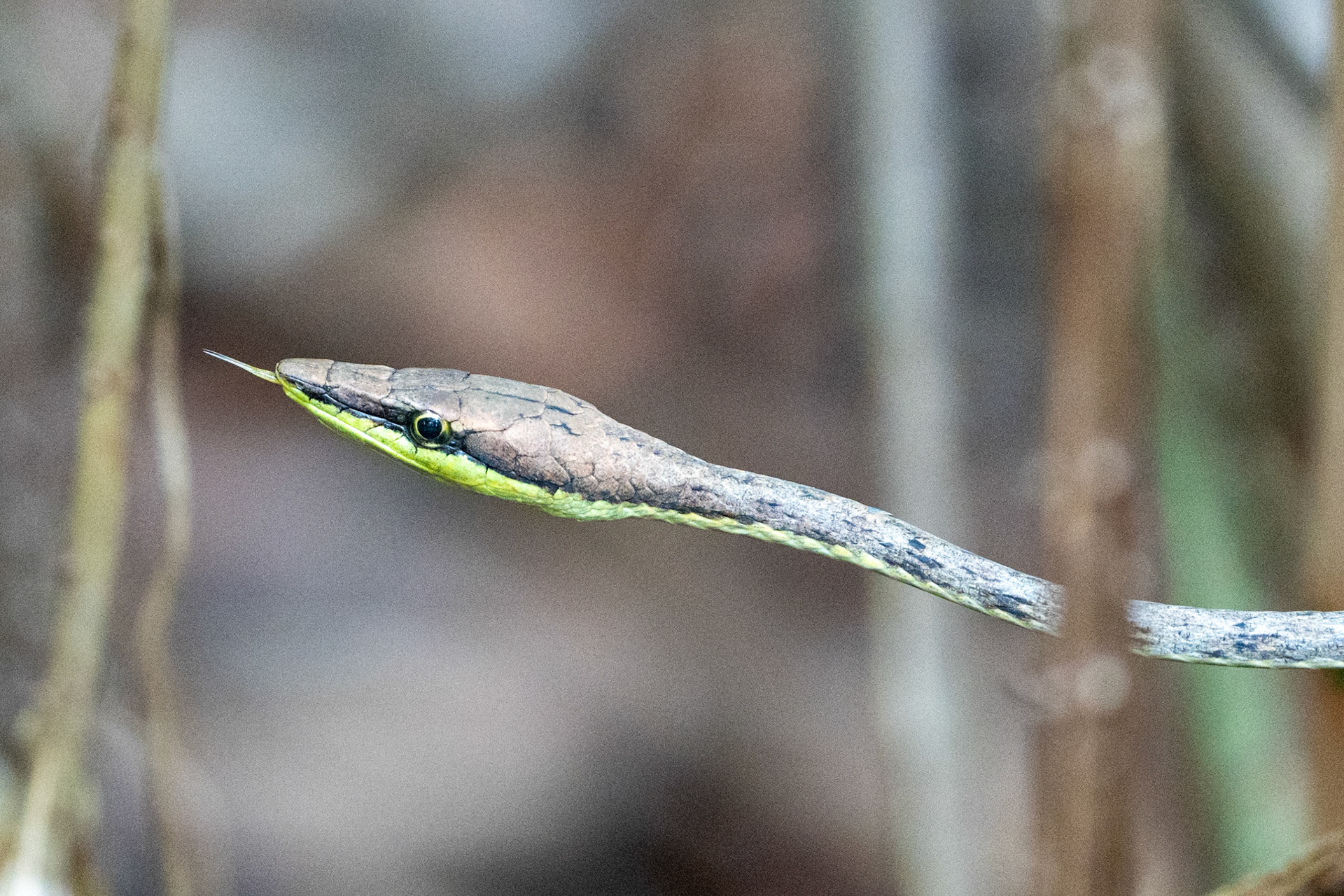 Vine Snake