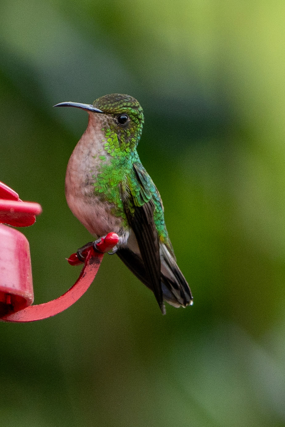 Coppery-headed Emerald (female)